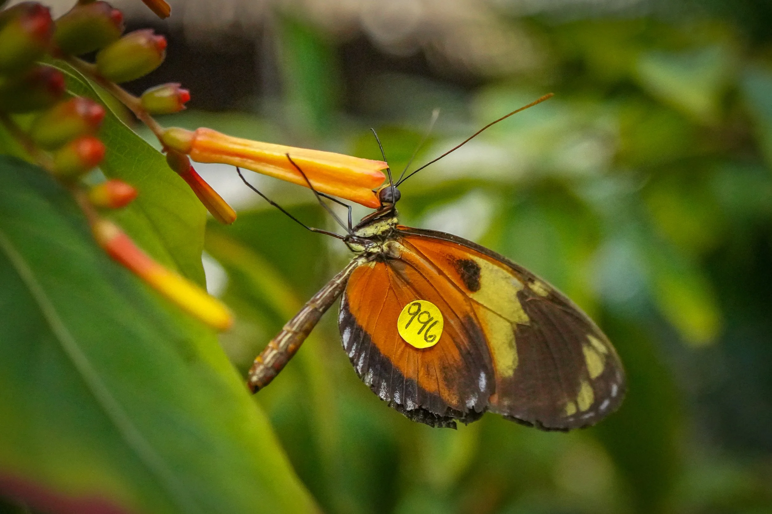 Some butterflies wear tags that you can log online so the Butterfly Pavilion can track what's going on with the butterflies