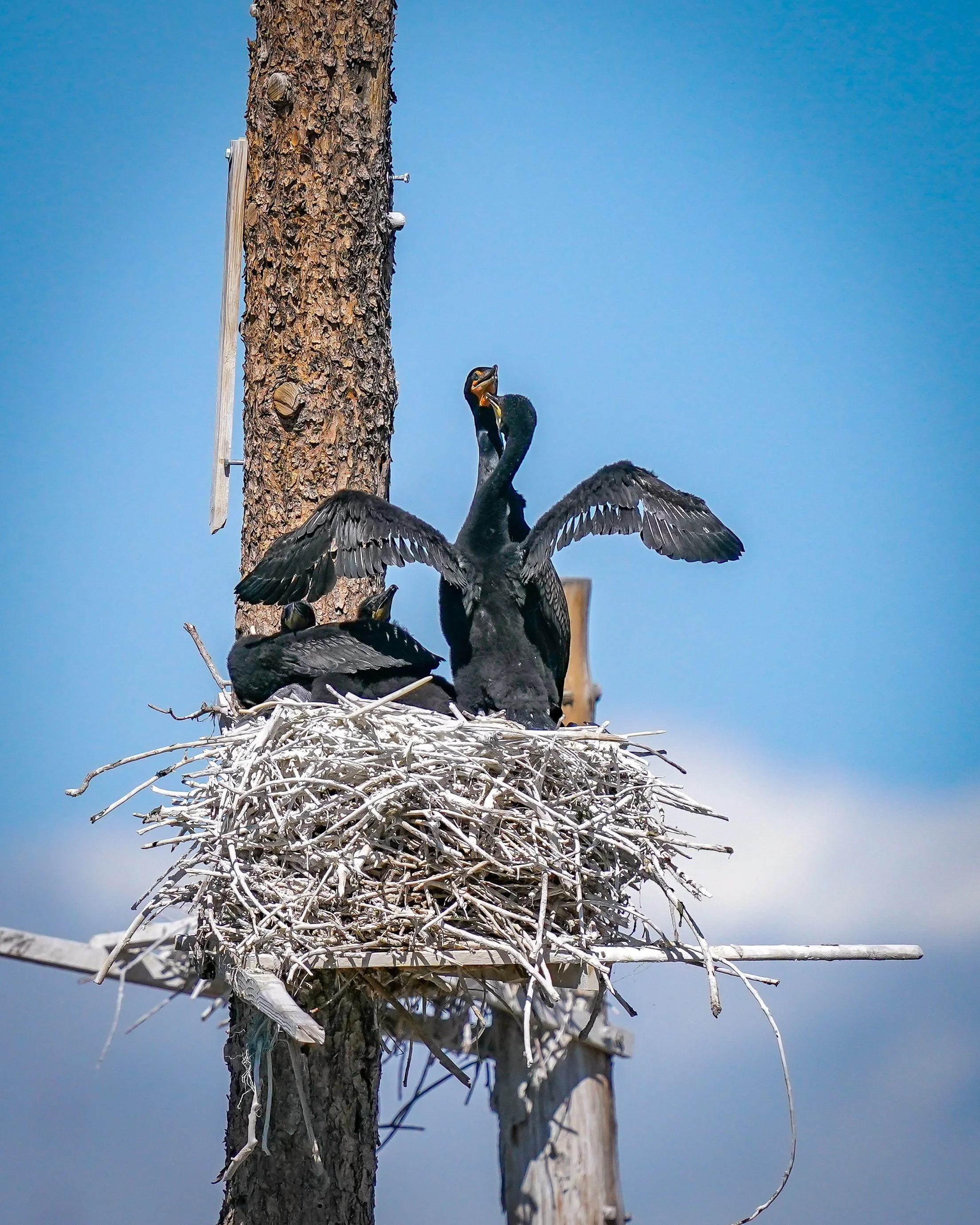 Double-crested Cormorants (young & adult)
