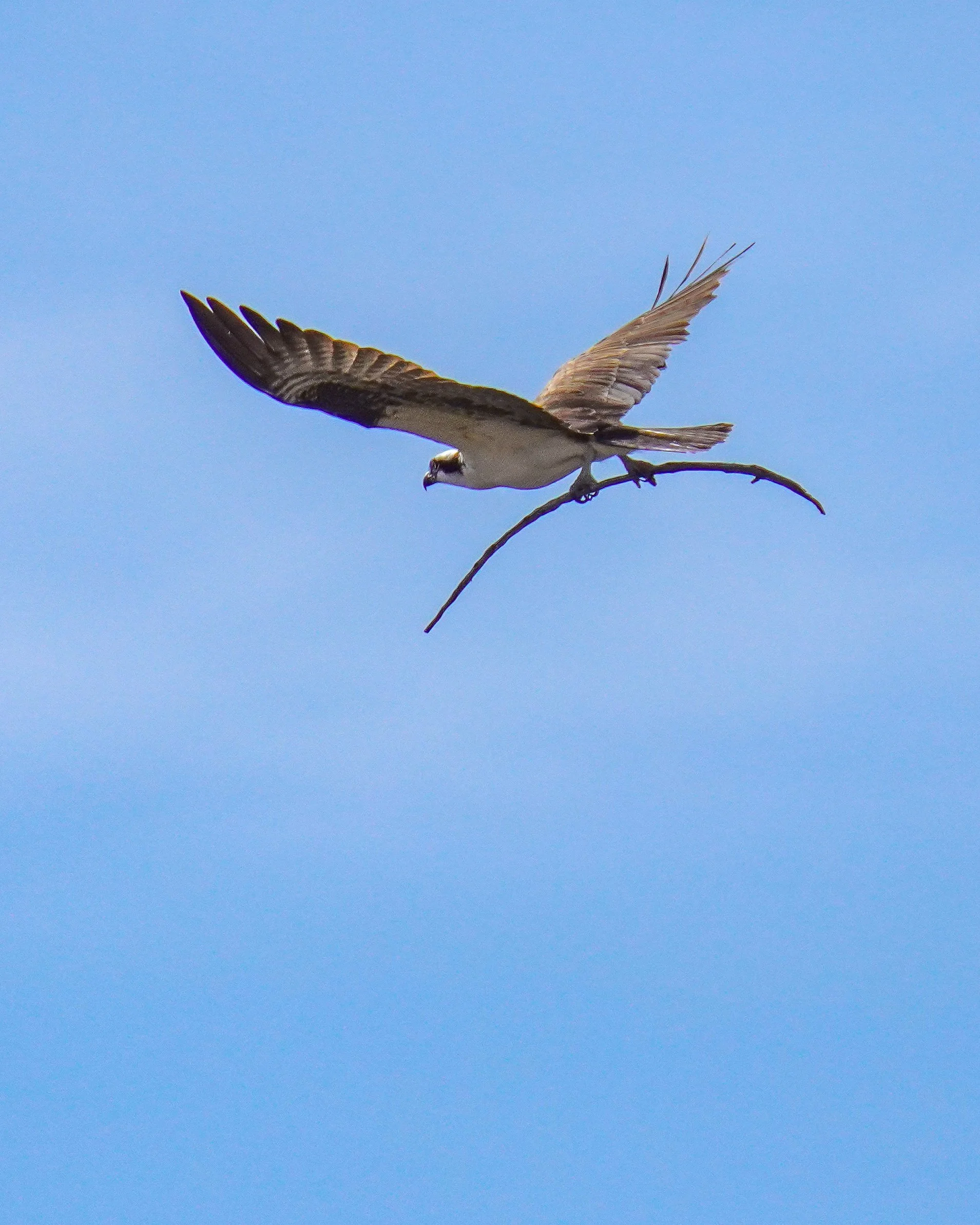 Osprey with nesting material