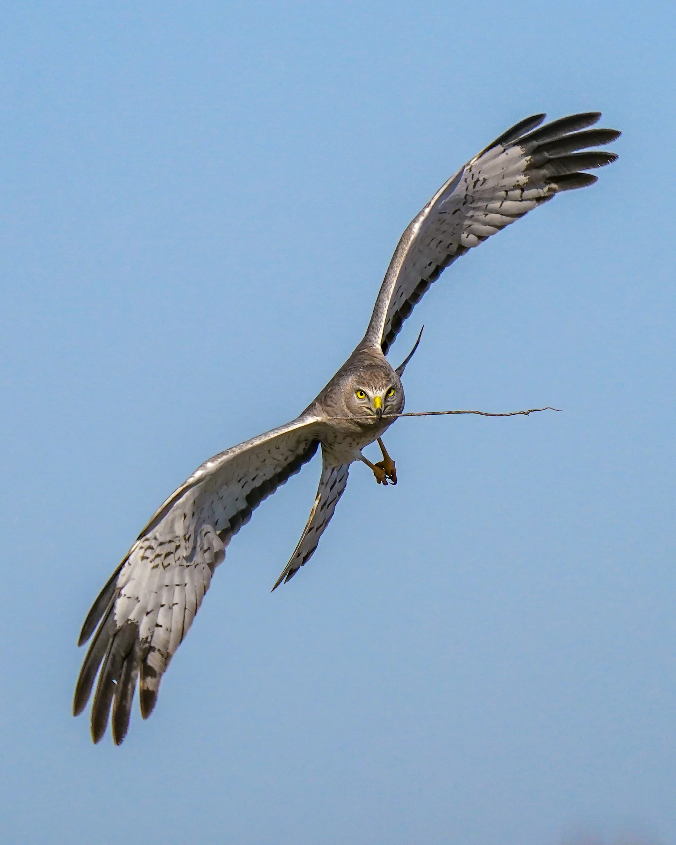 Northern Harrier
