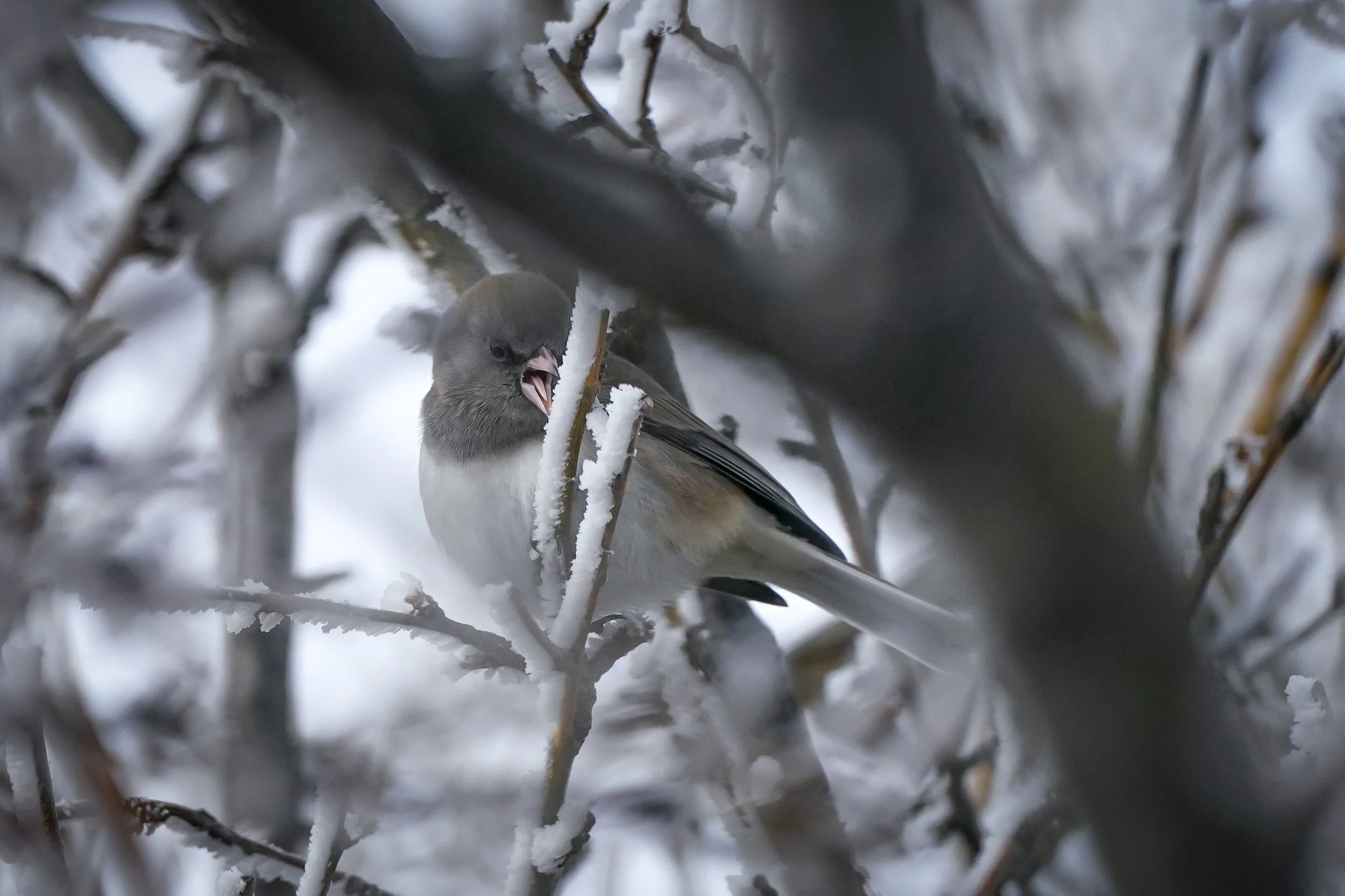 Dark-eyed Junco