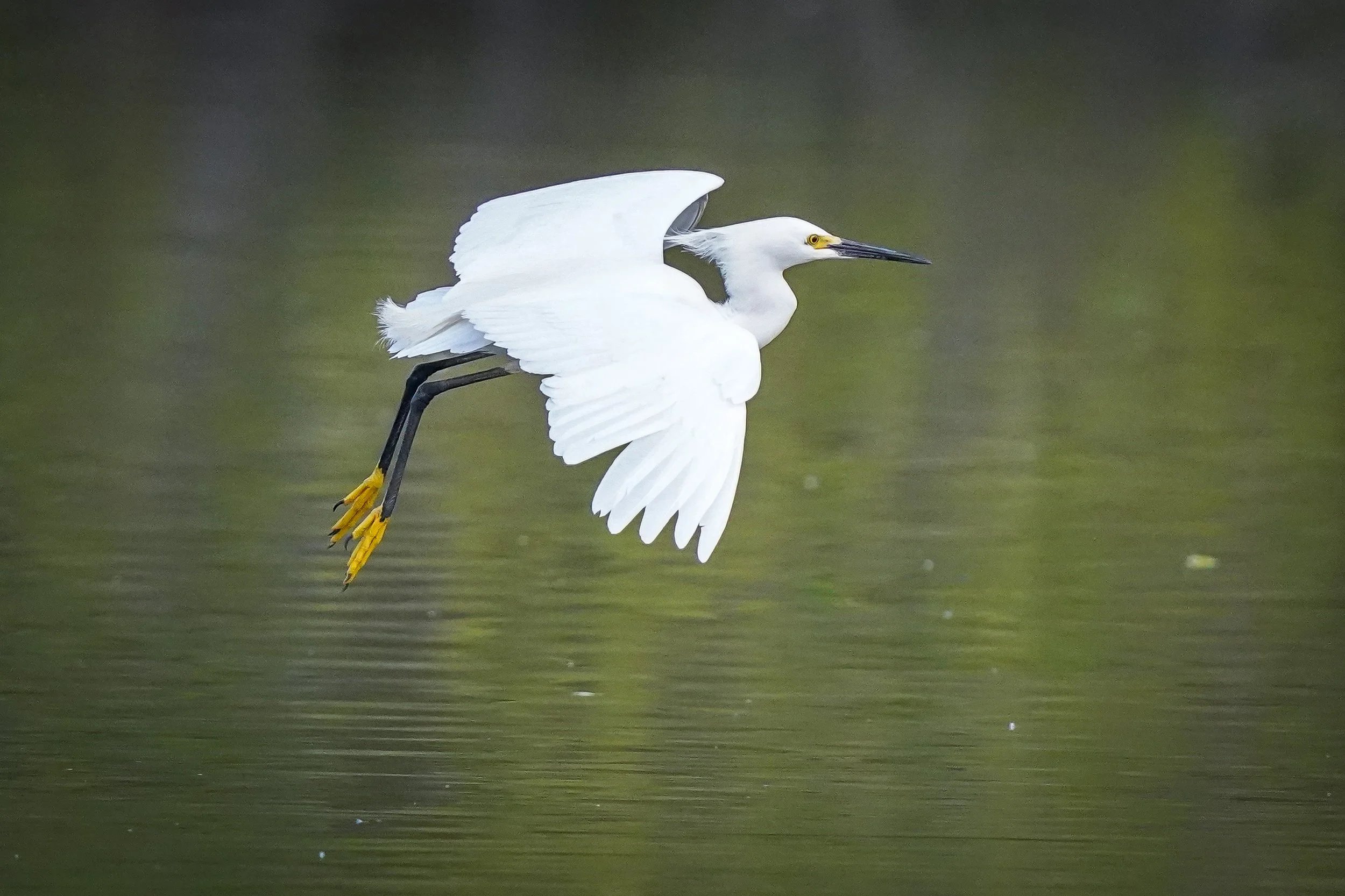 Snowy Egret