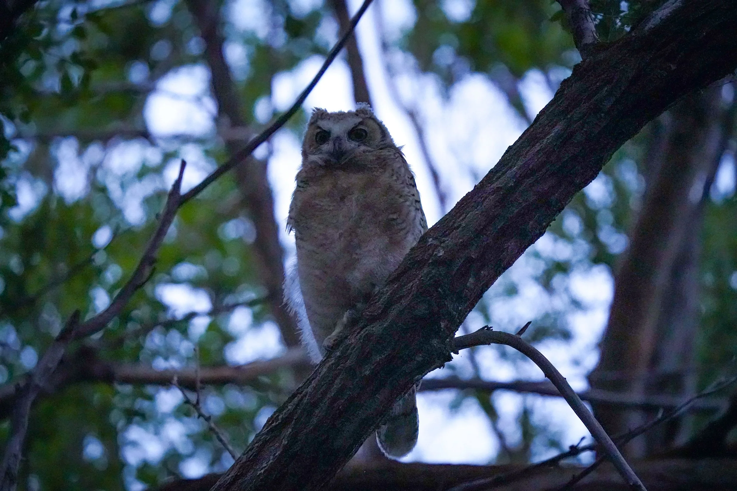 A surprise Great Horned Owl baby, hard to see after sunset (9 pm) sitting quietly in the forest