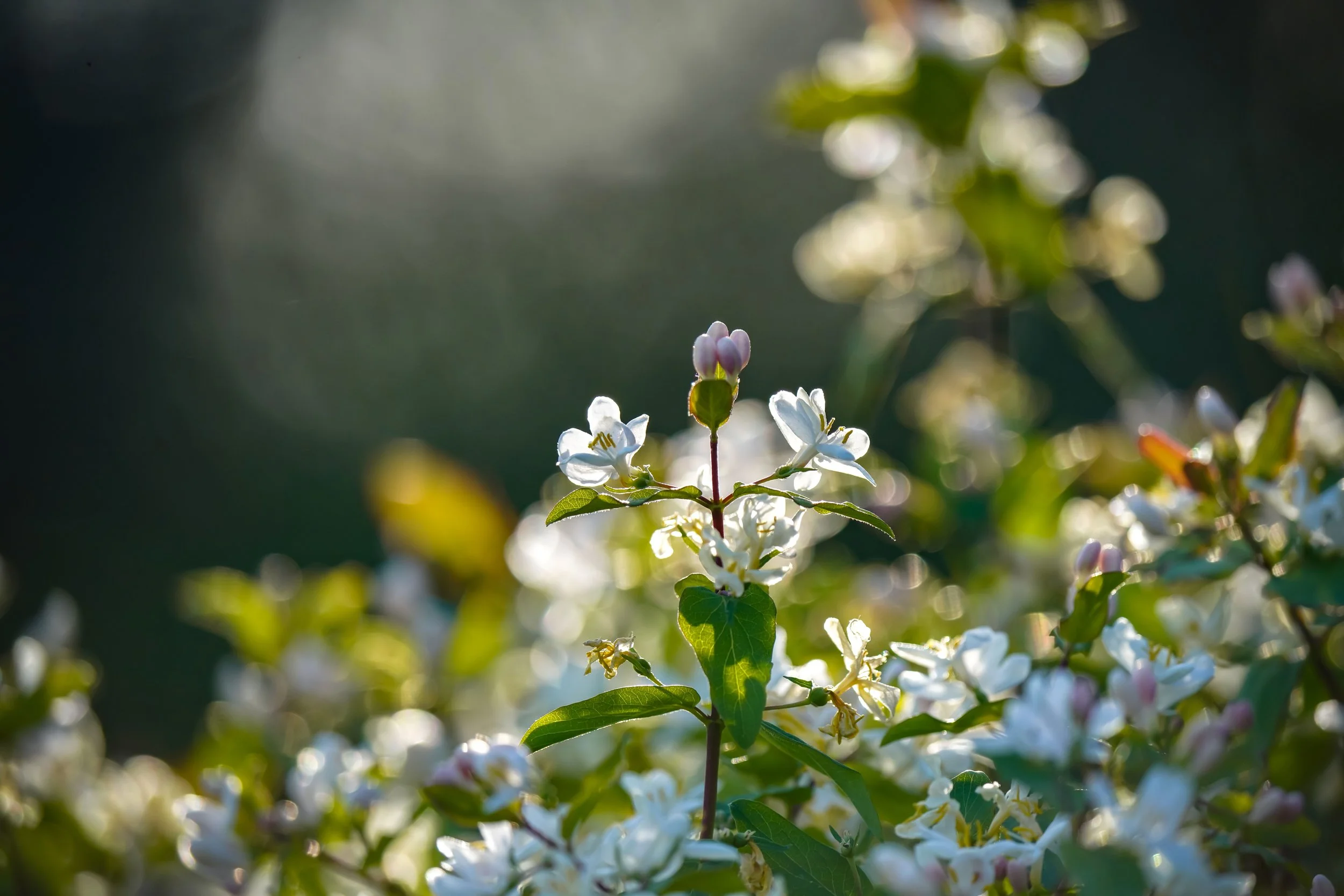Honeysuckle