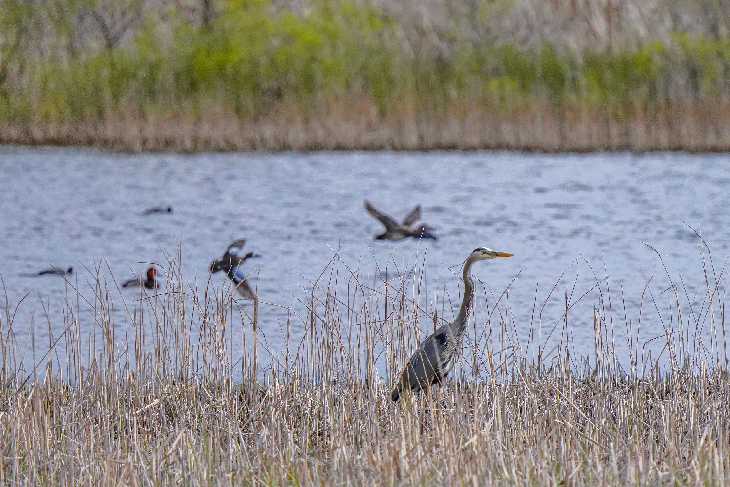 Great Blue Heron with migrant ducks in the background