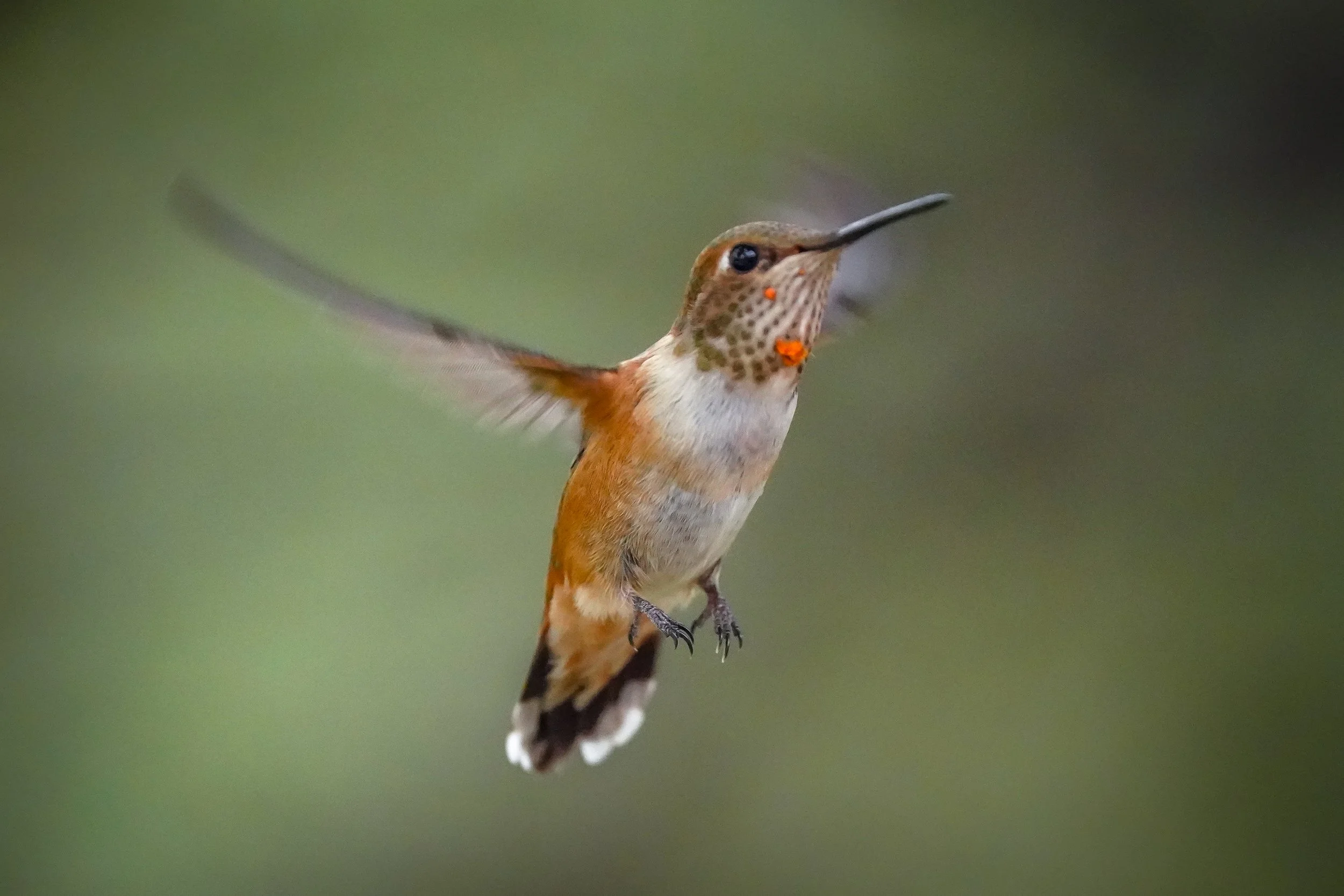 Rufous Hummingbird