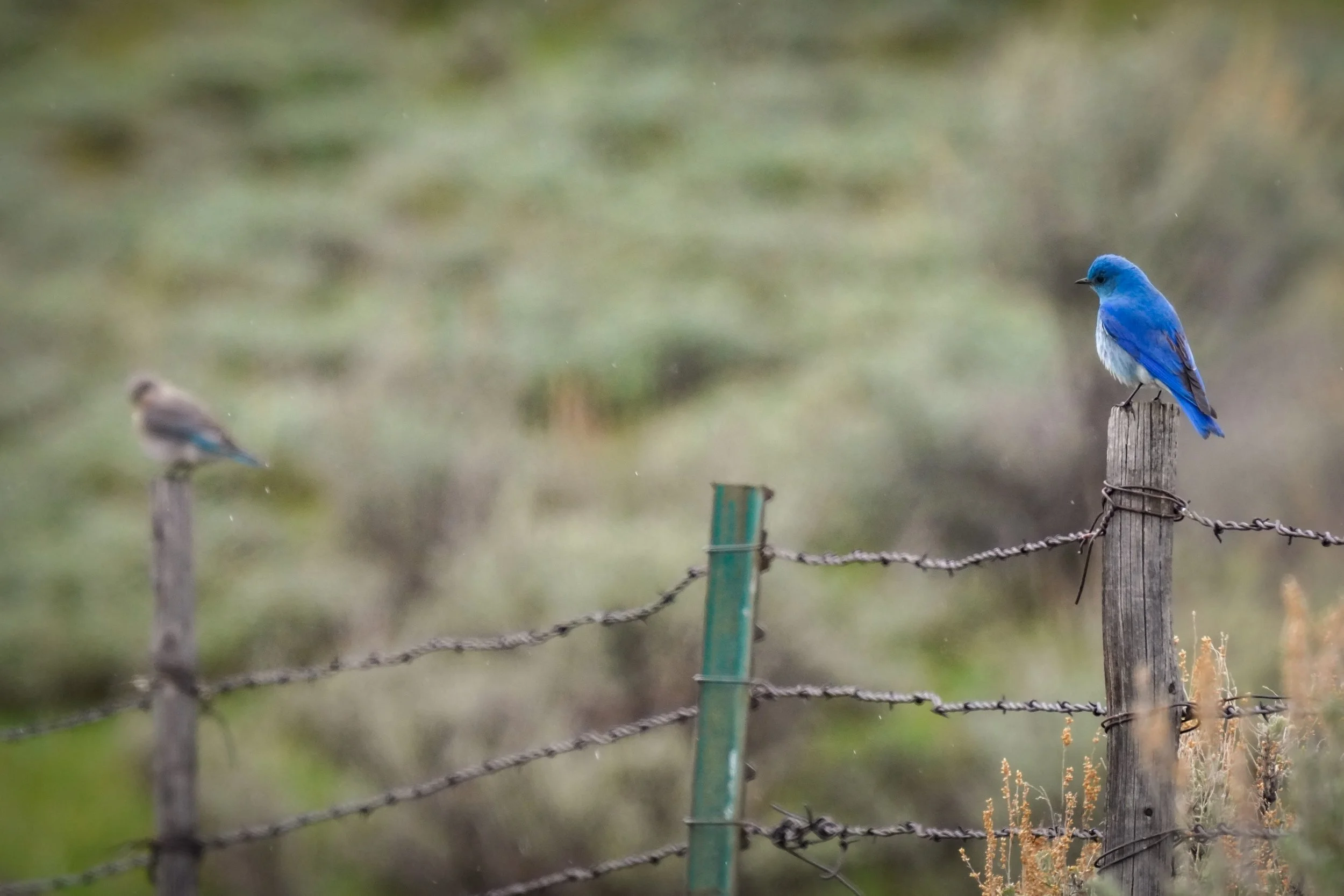 Mountain Bluebird pair
