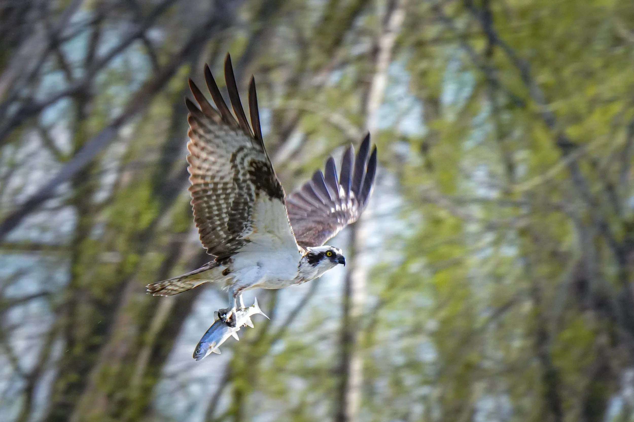 Flew right by me!