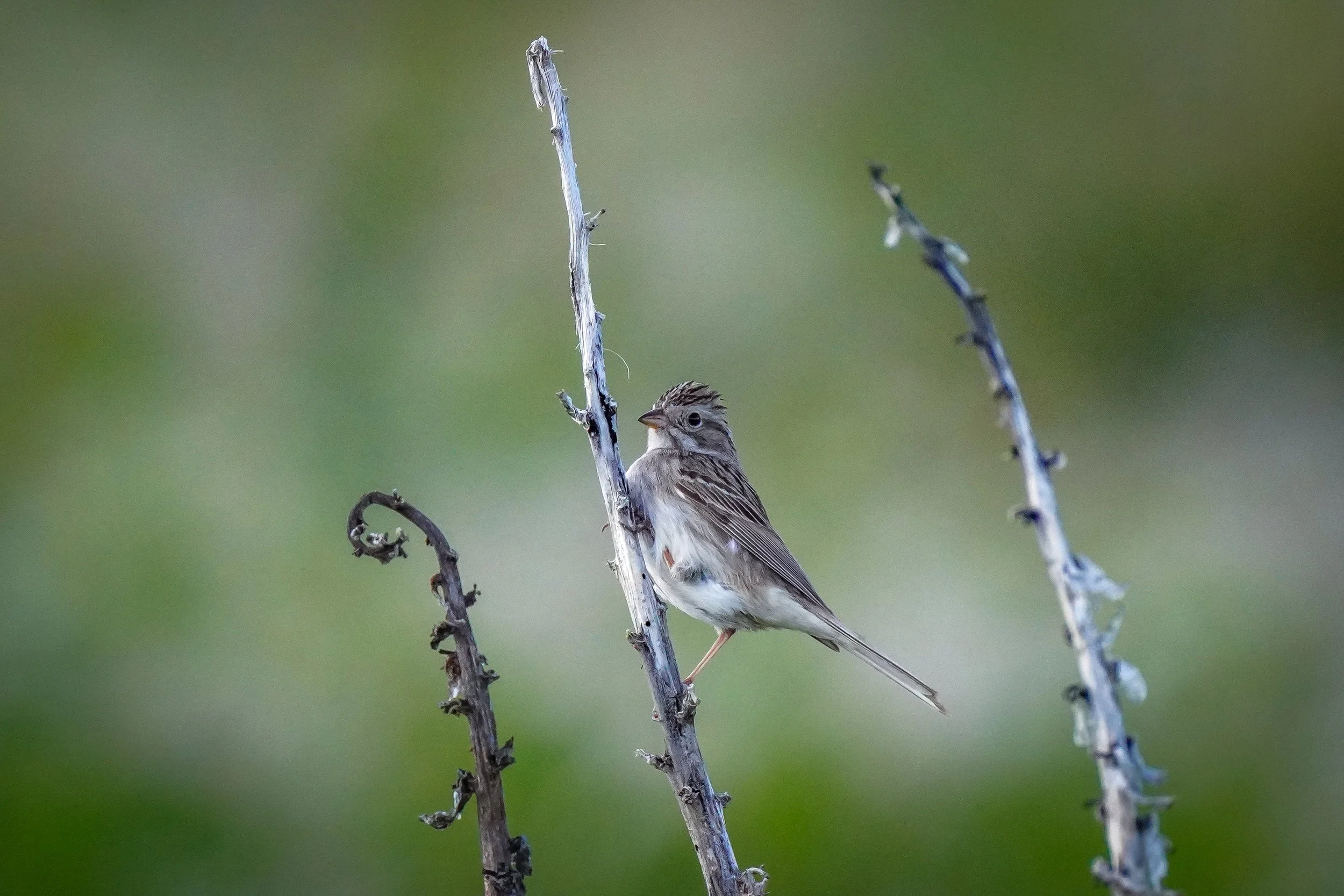 Vesper Sparrow