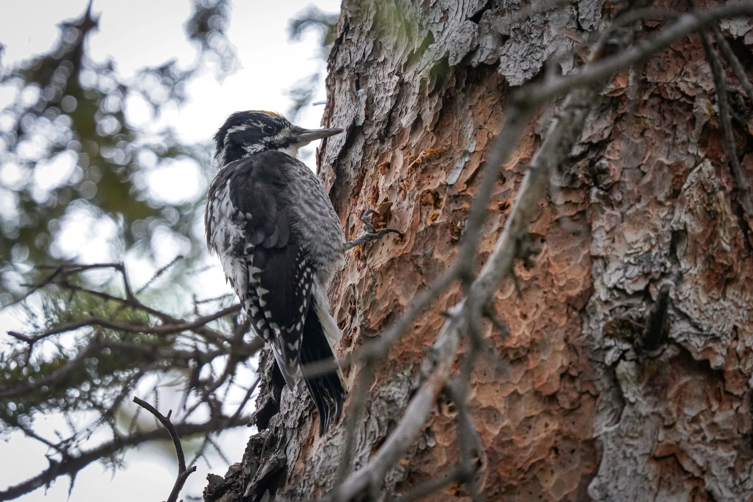 American Three-toed Woodpecker