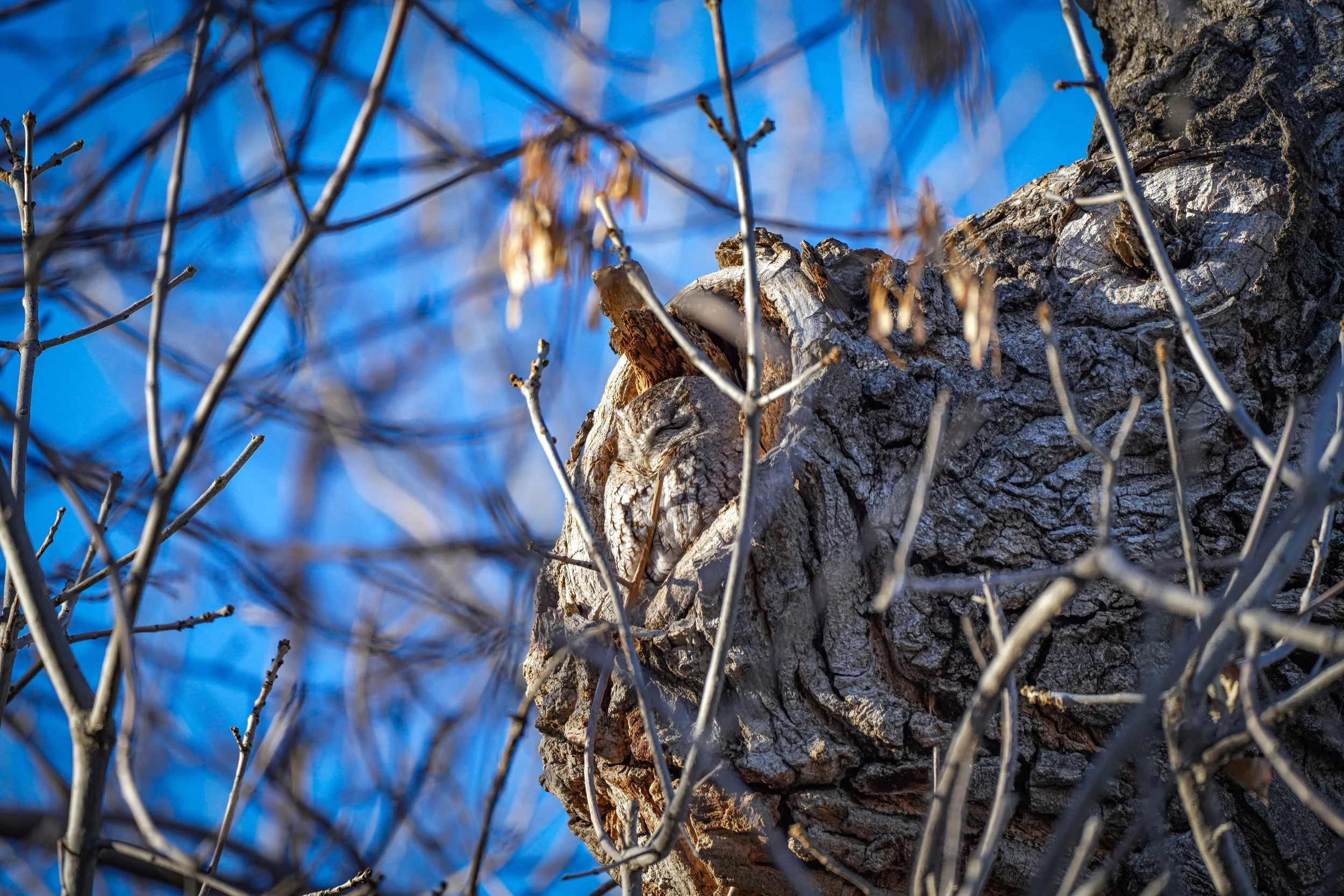My 1st lifer of 2025!  Eastern Screech Owl