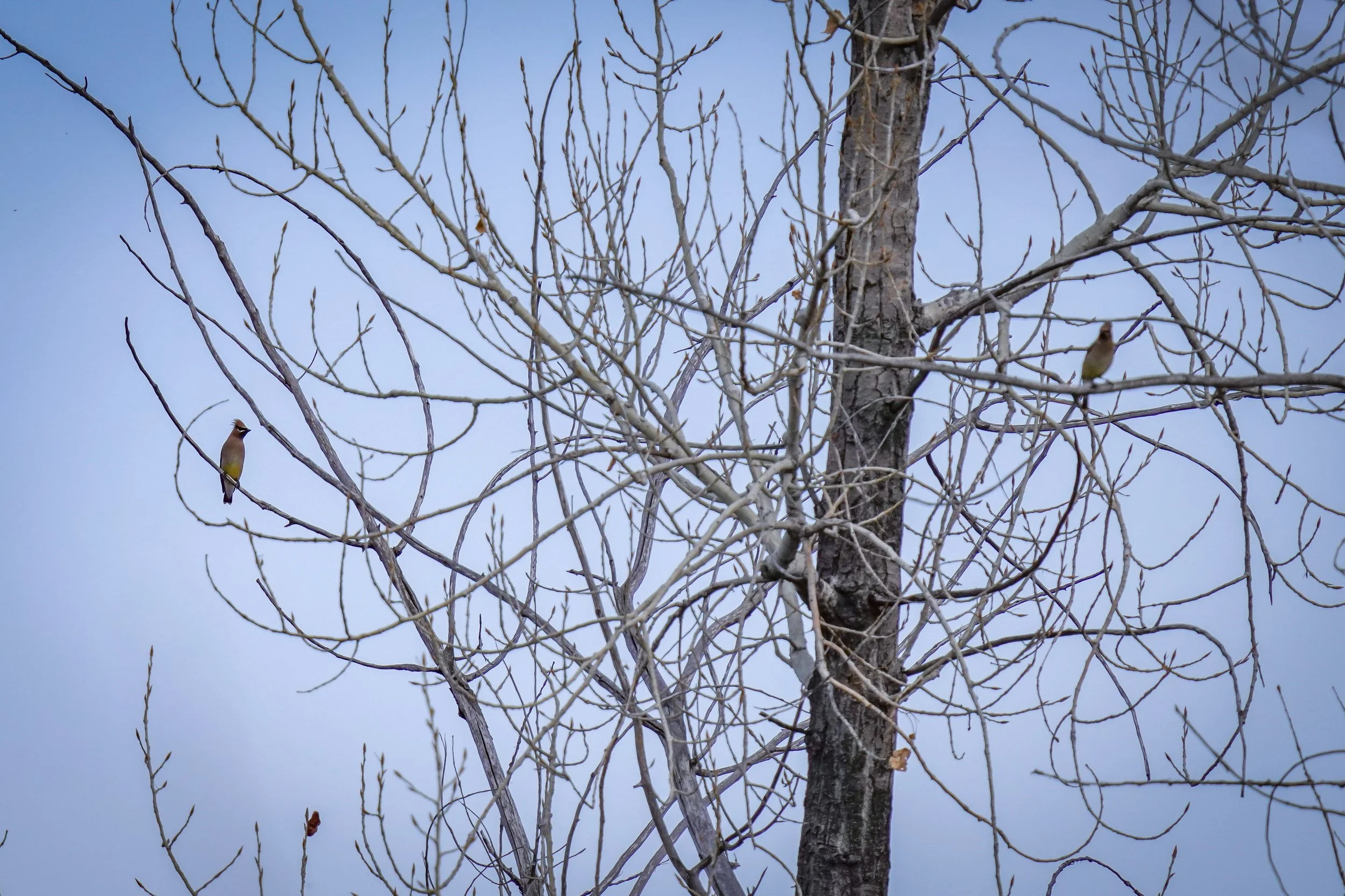 Cedar Waxwings