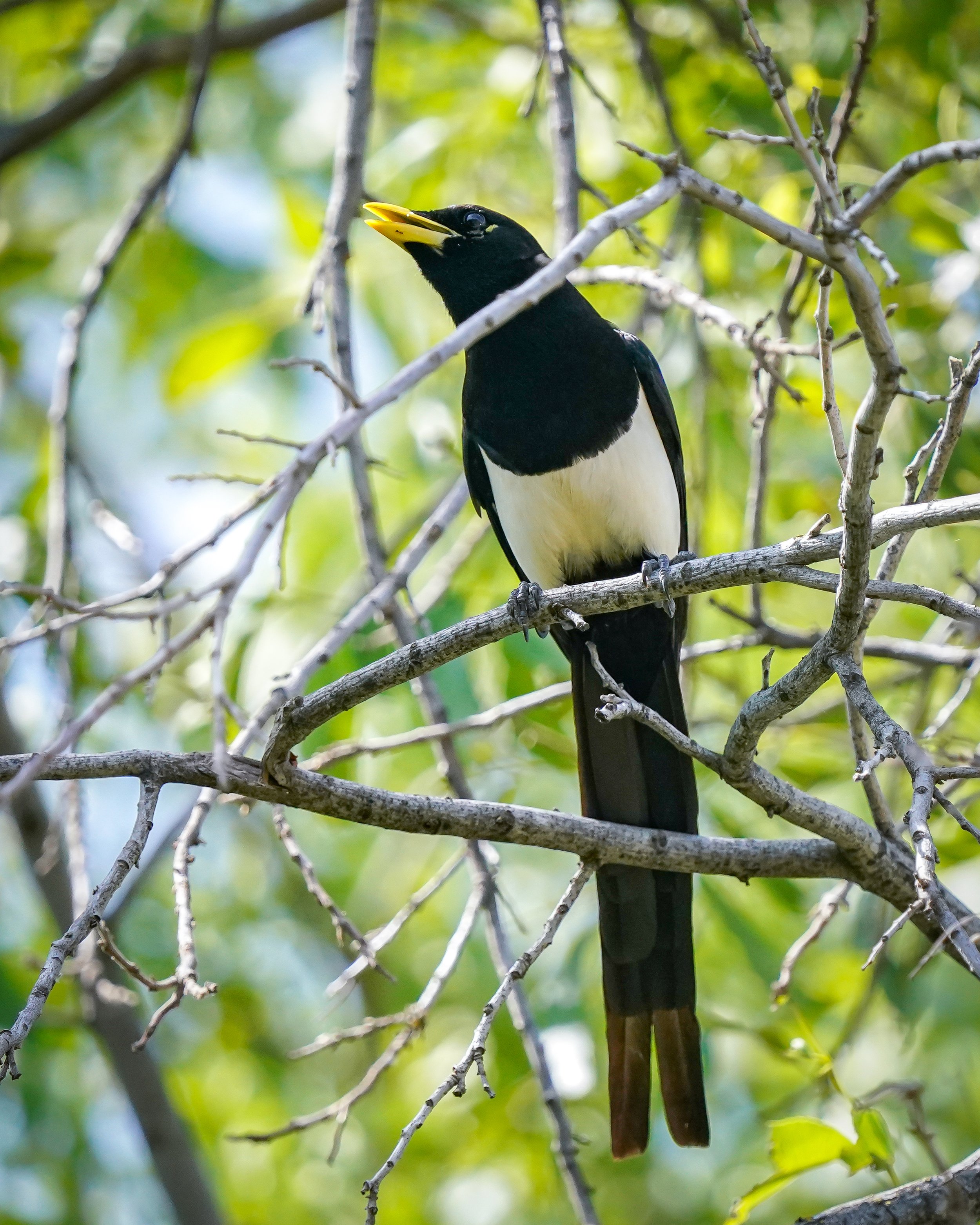 Yellow-billed Magpie adult