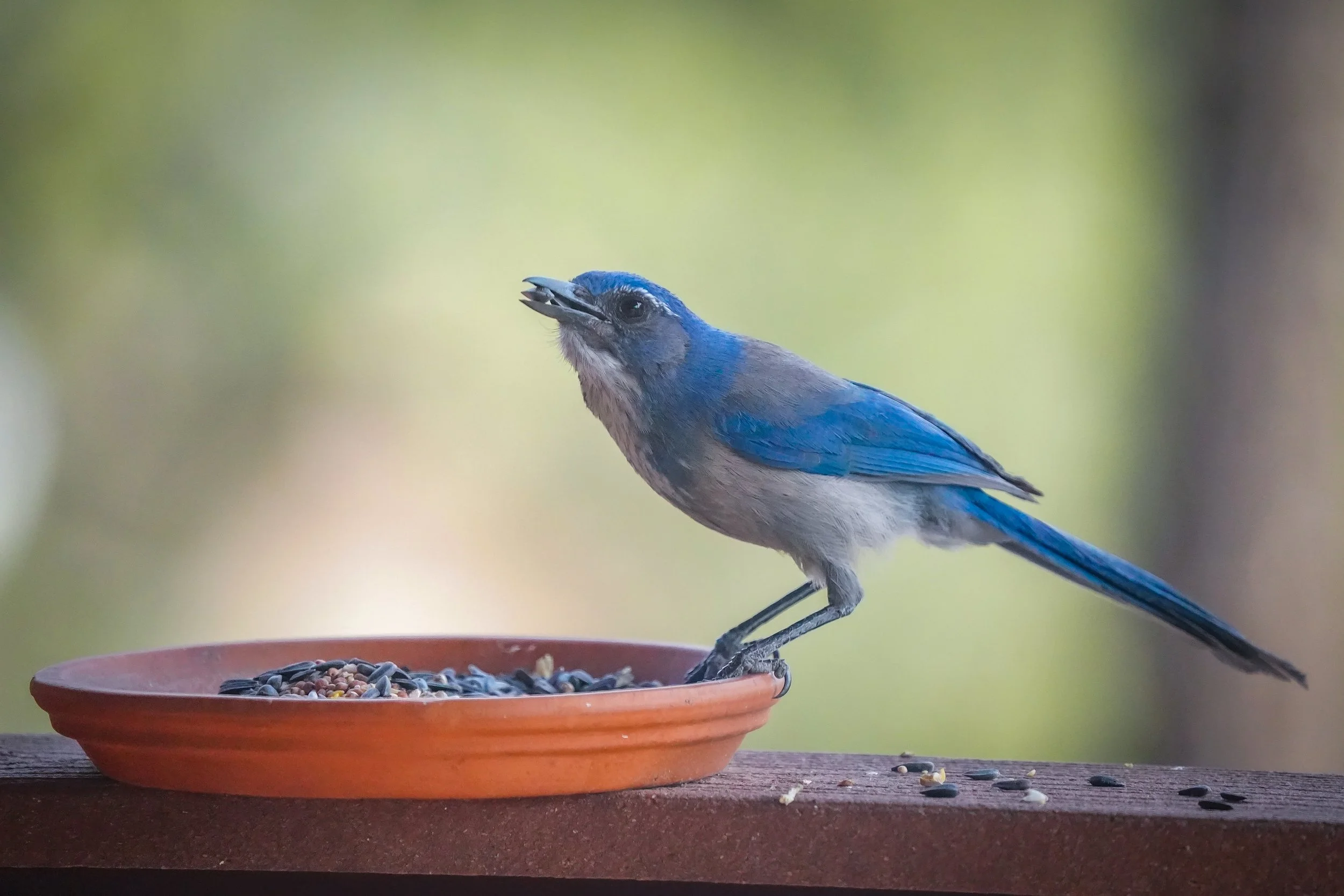 Woodhouse's scrub jay