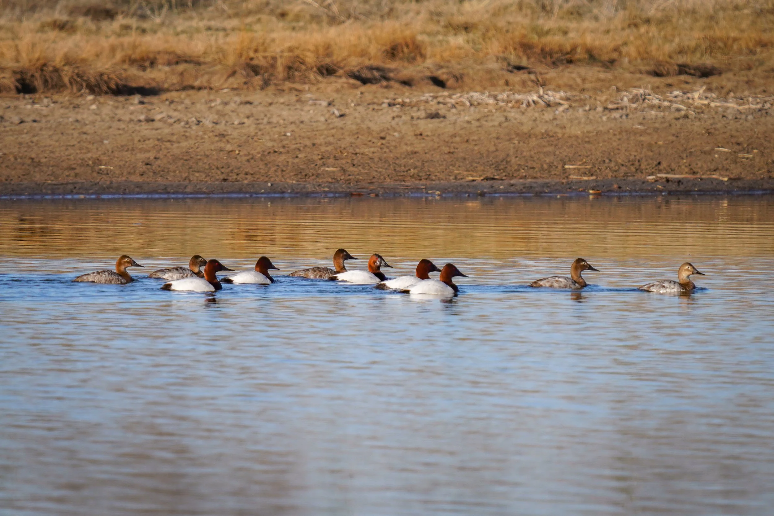 Canvasback ducks