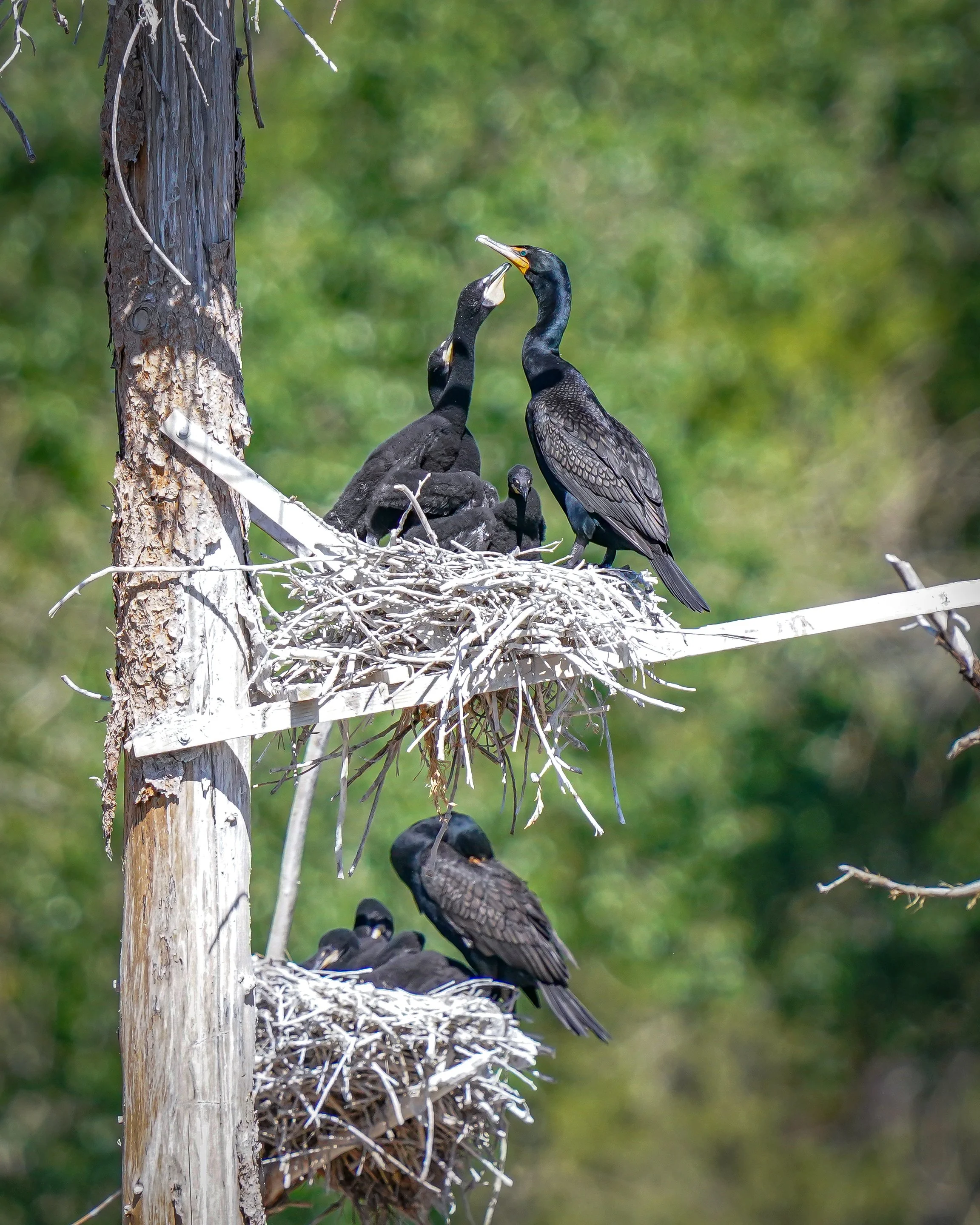 Double-crested Cormorants