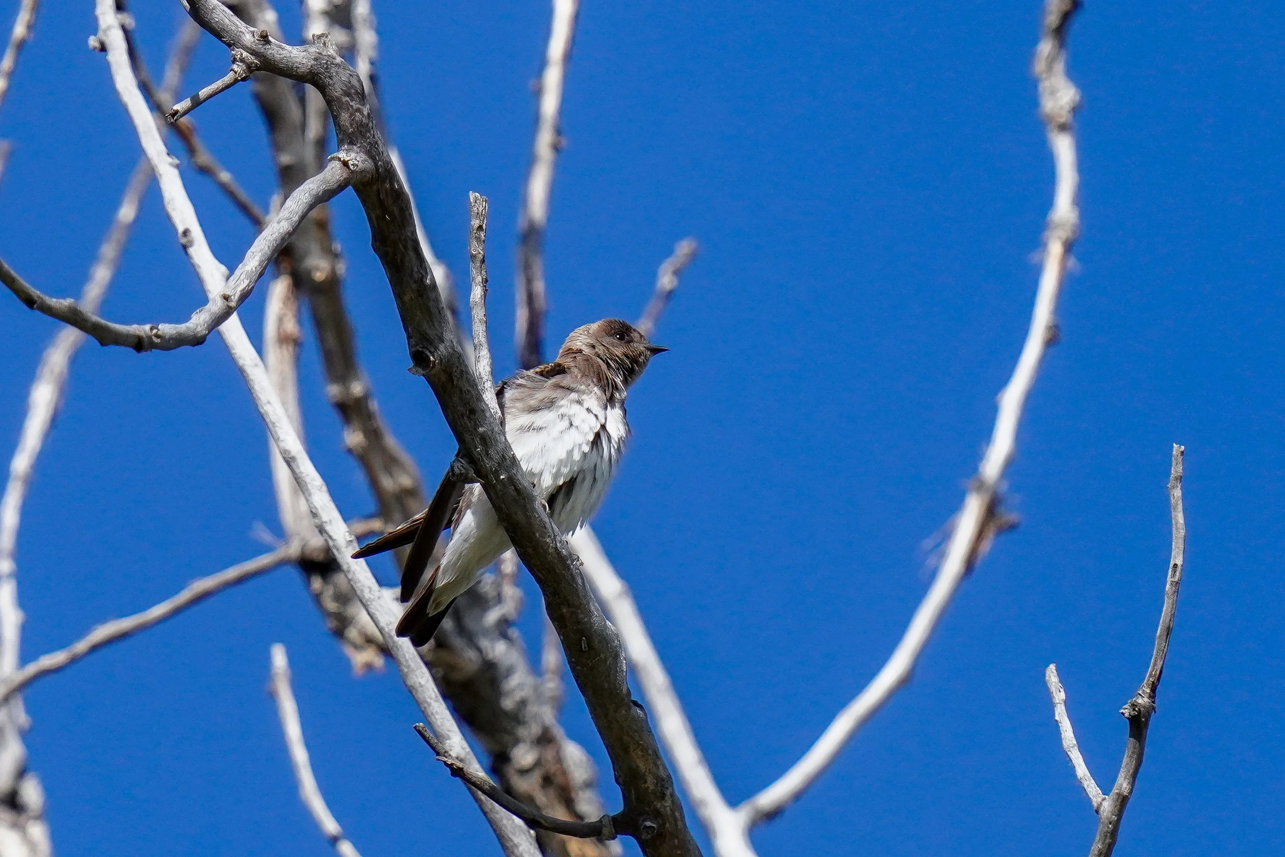 Northern Rough-winged Swallow