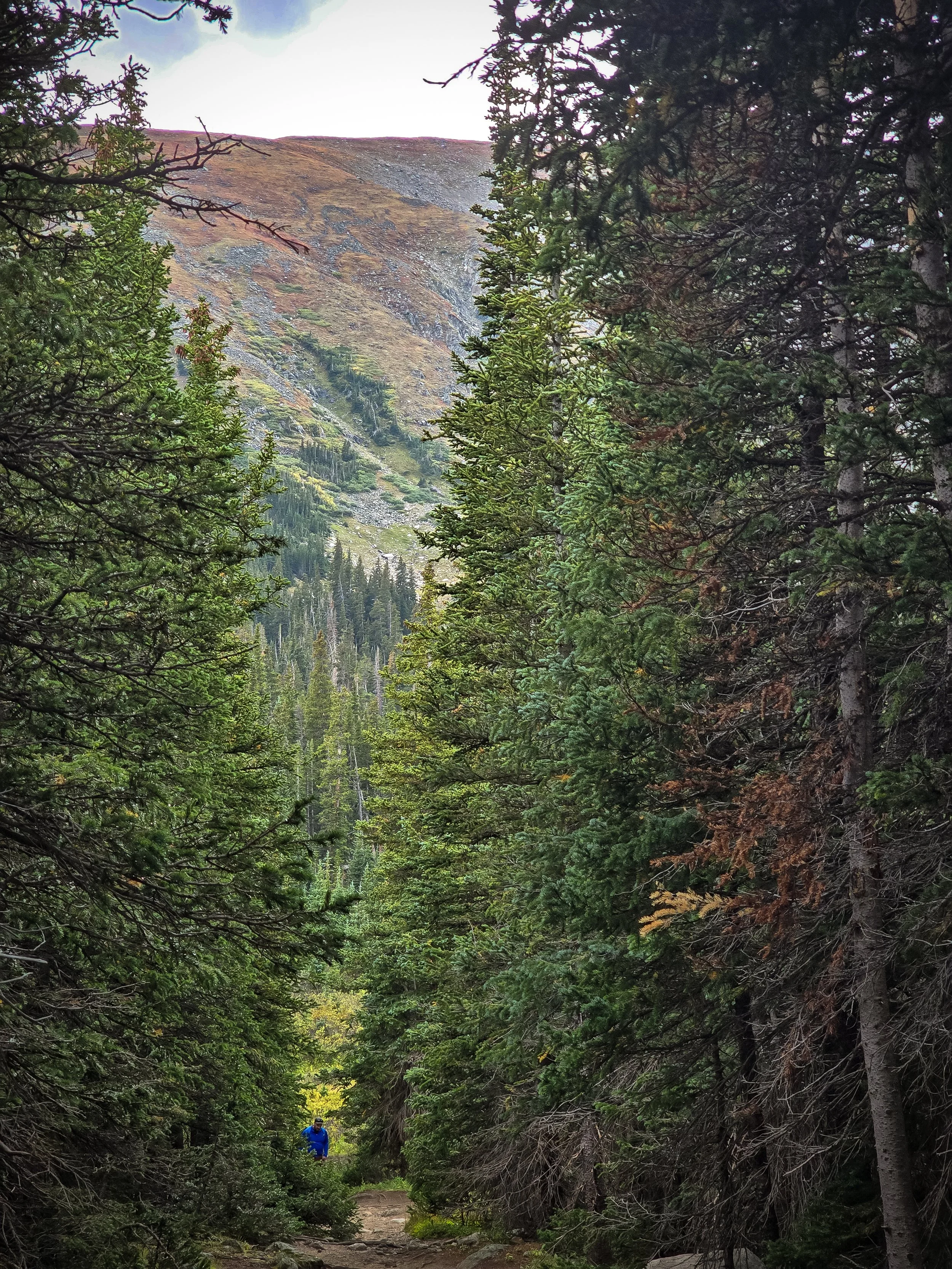 Fall colors high on the hillside