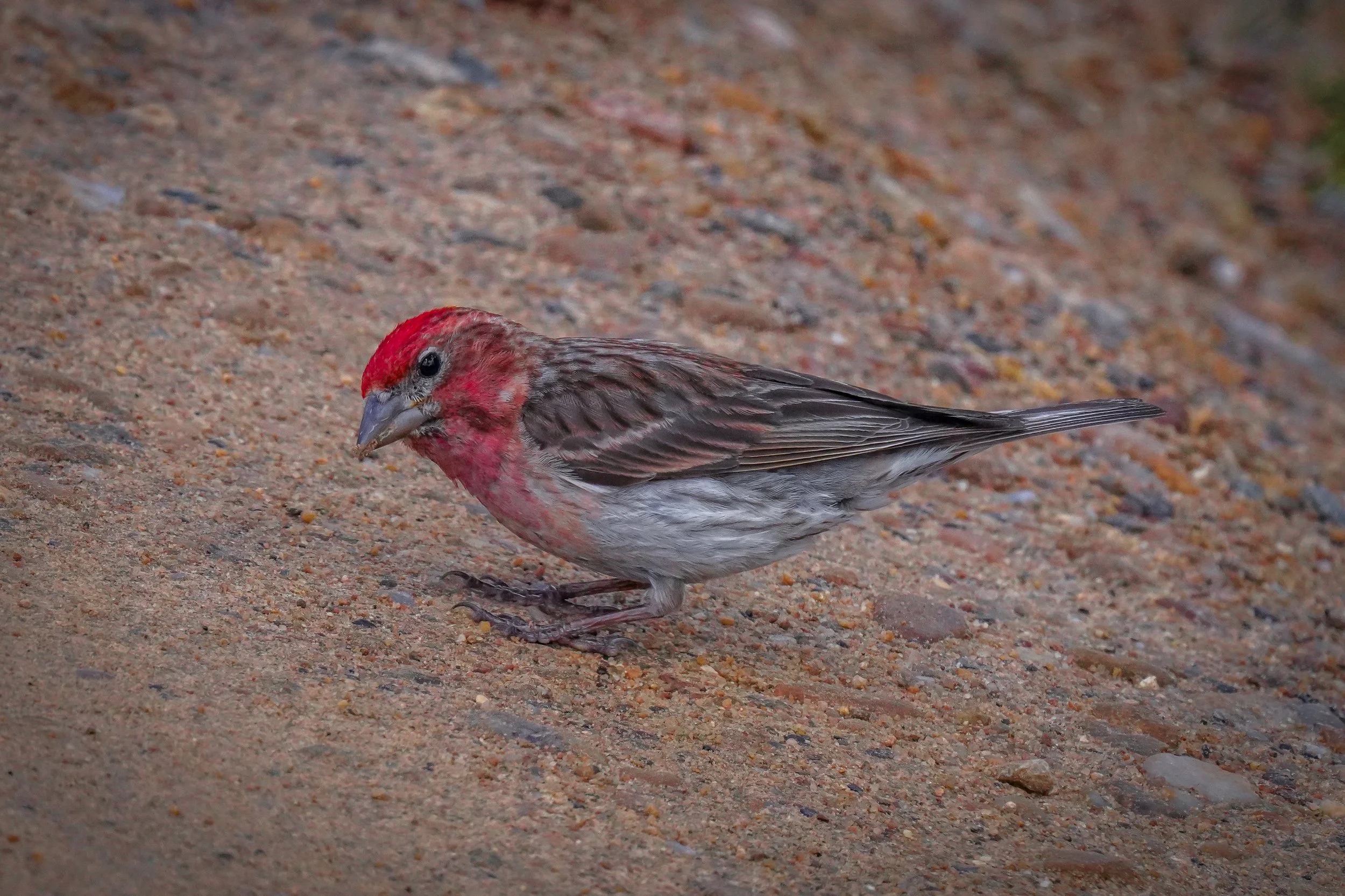 Cassin's Finch (male) on Old Fall River Rd