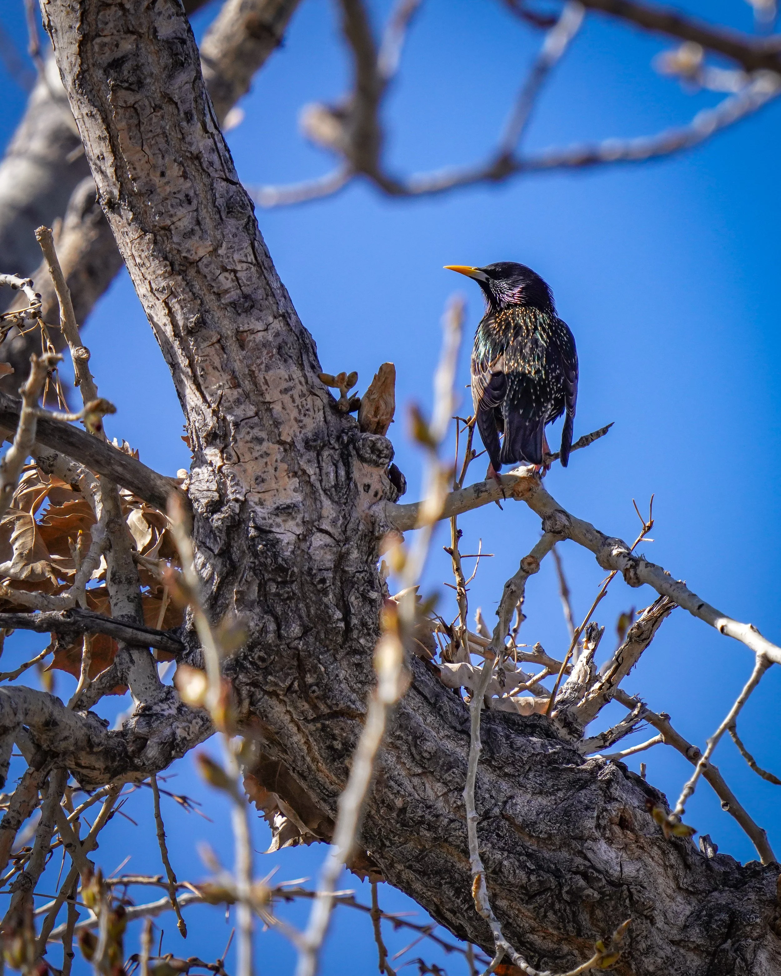 European Starling