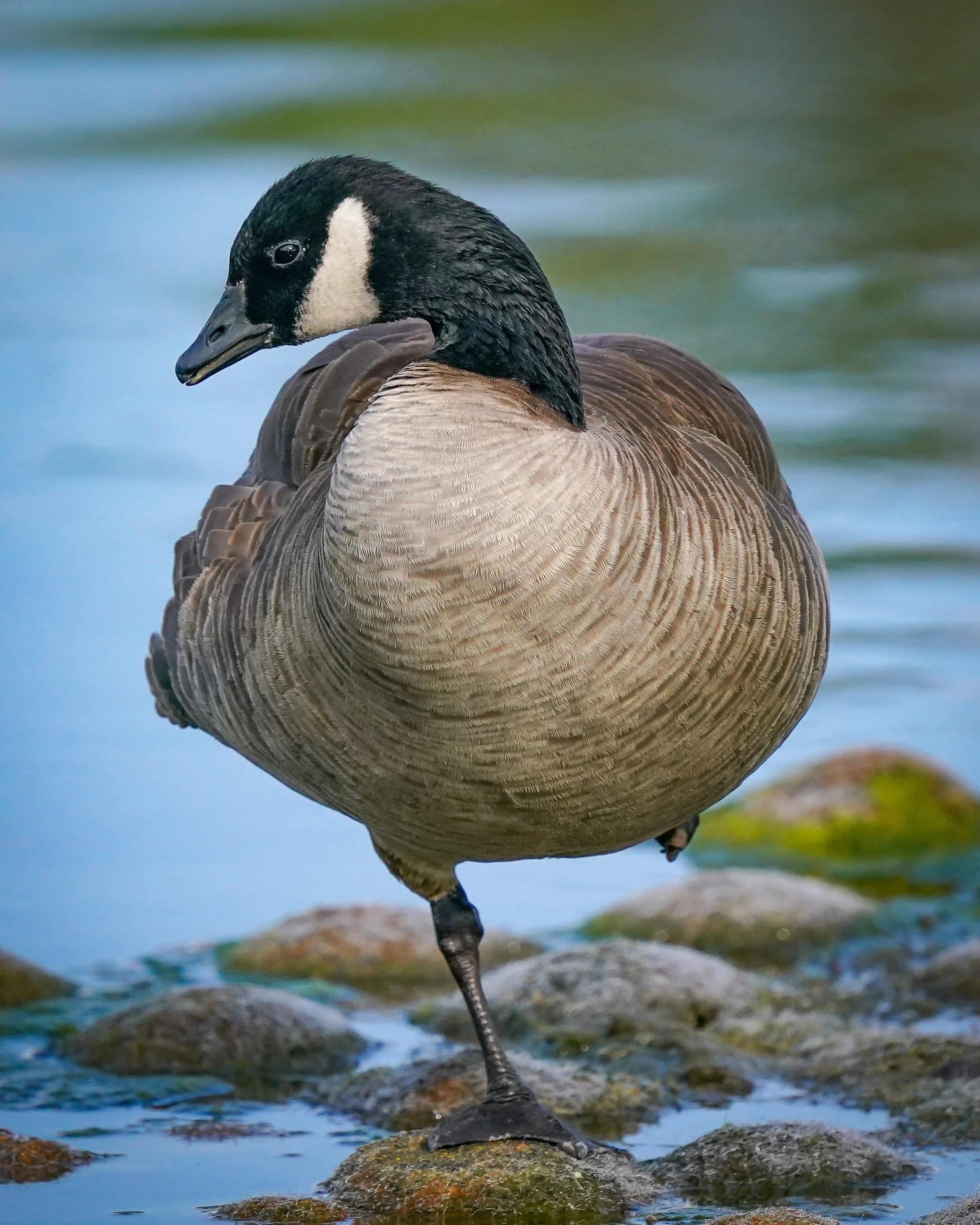Cackling Goose (rare for summer, but has an injury preventing if from leaving)