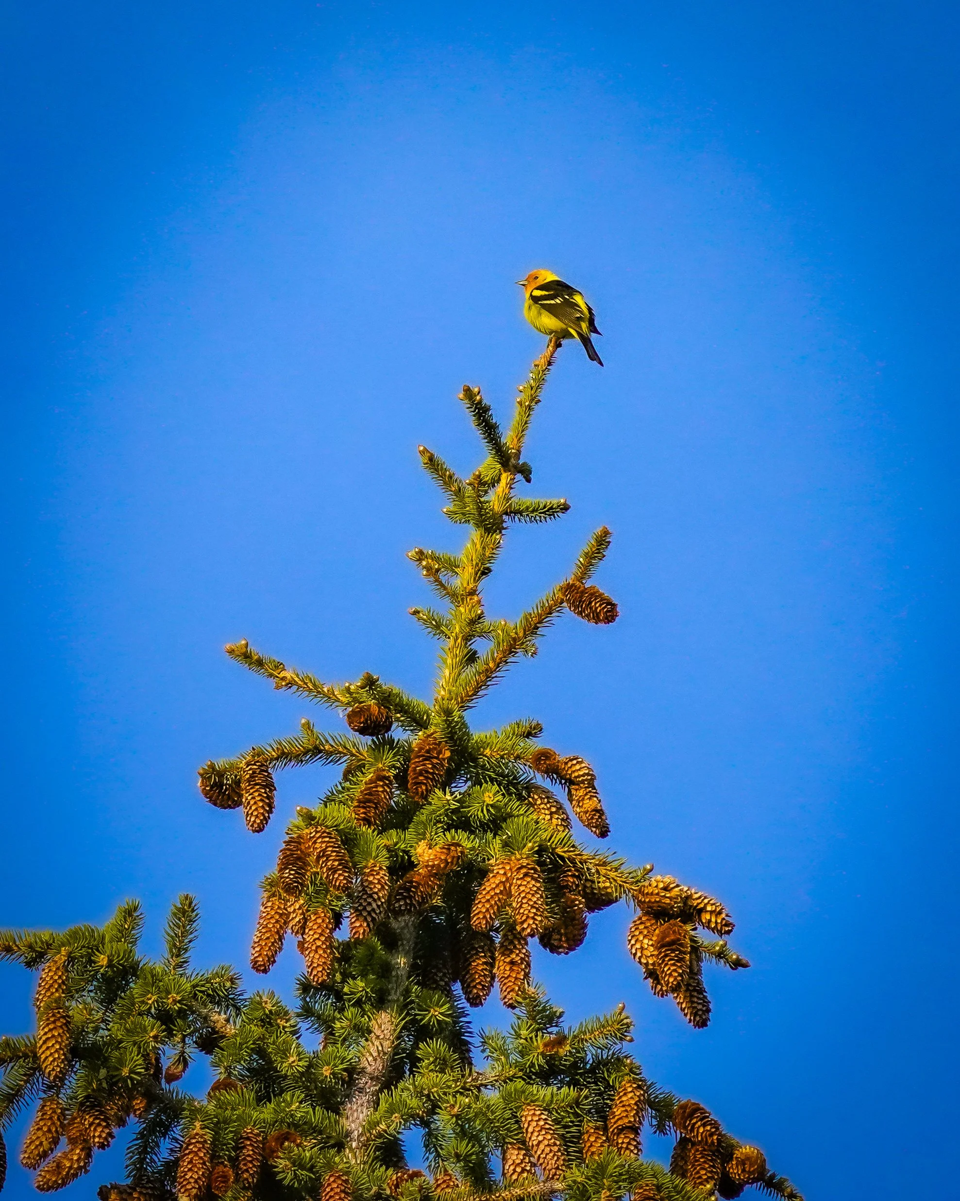 Western Tanager