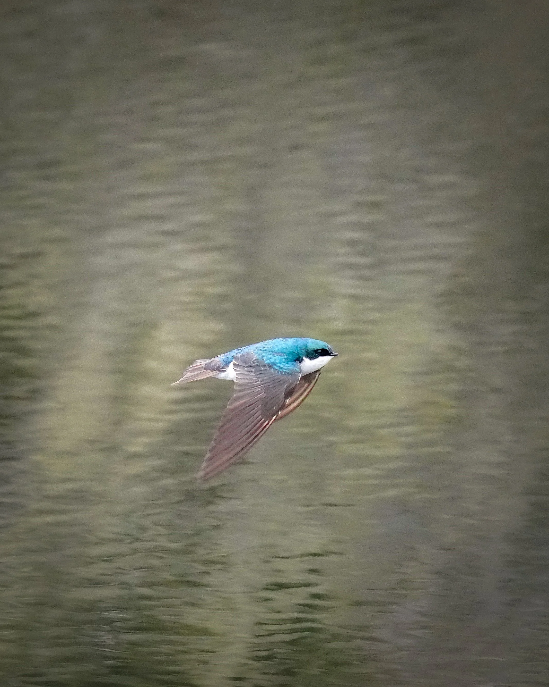 Tree Swallow