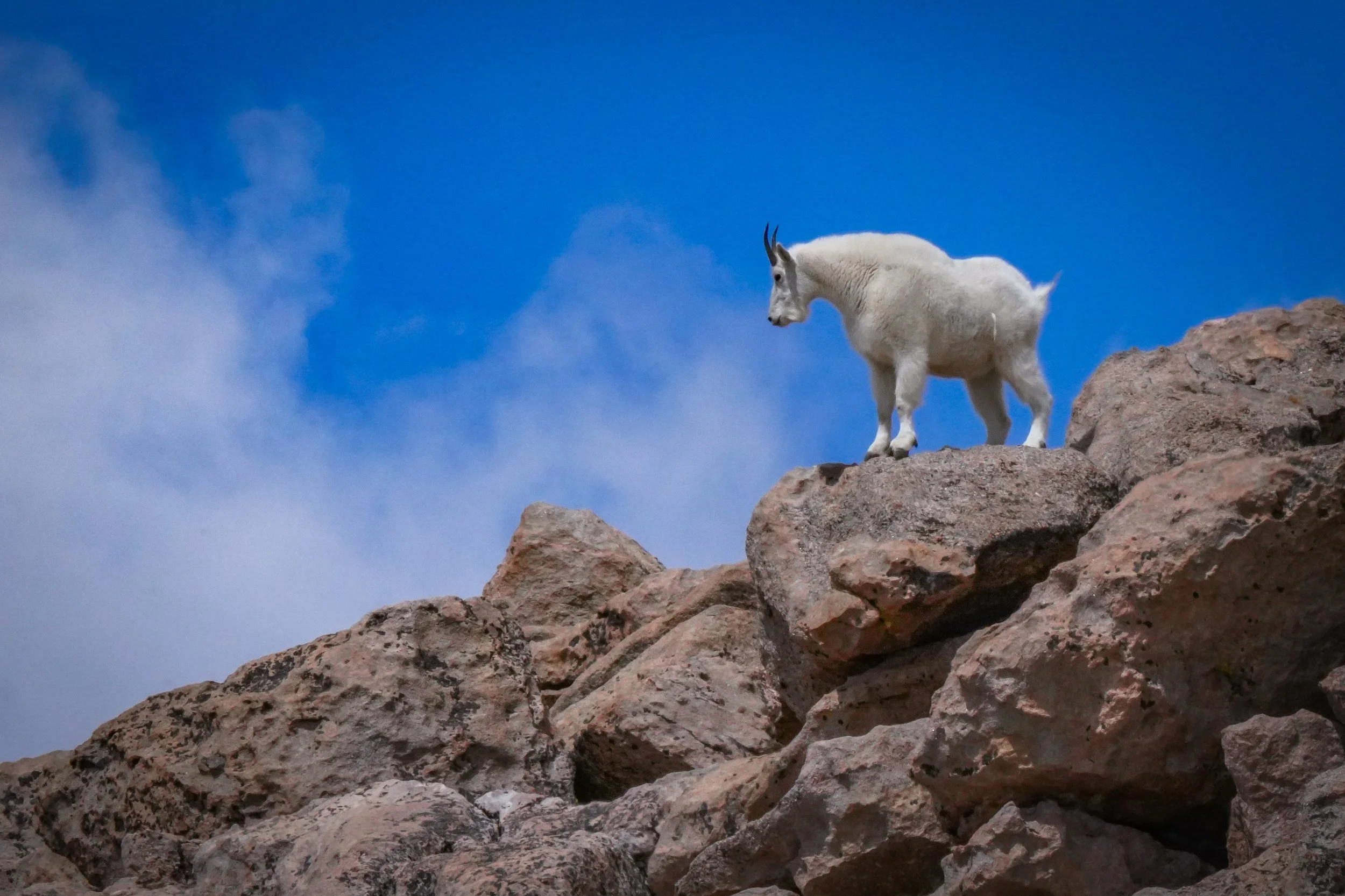 King of the Mountain (mountain goat)