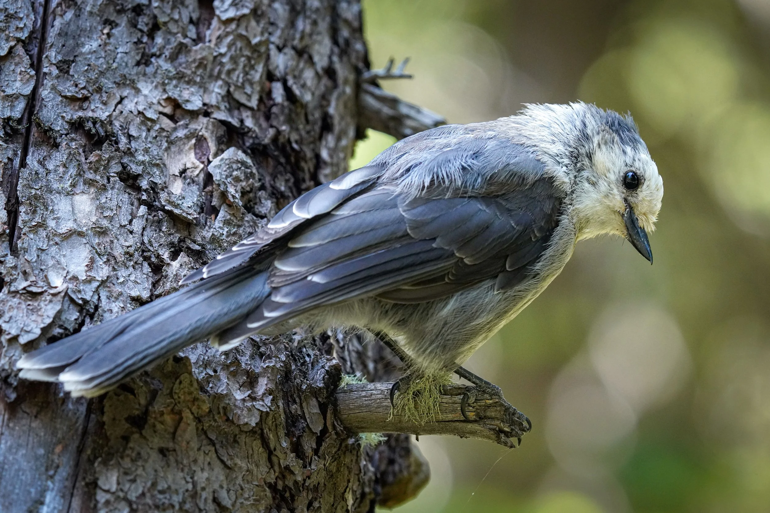 Canada Jay
