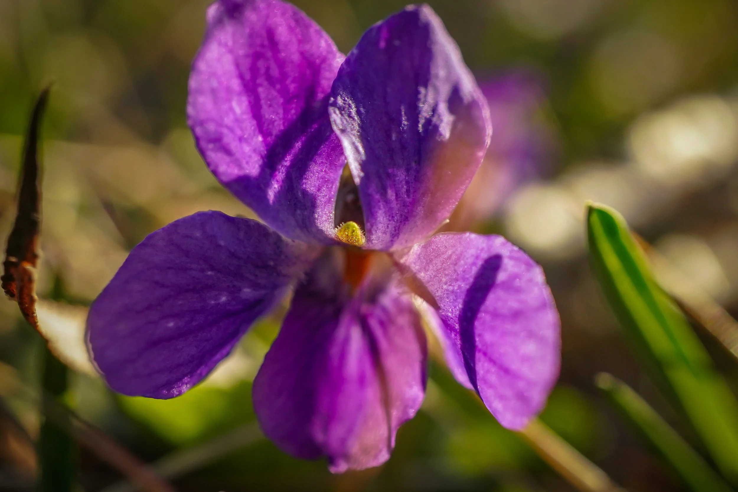 Common Violet