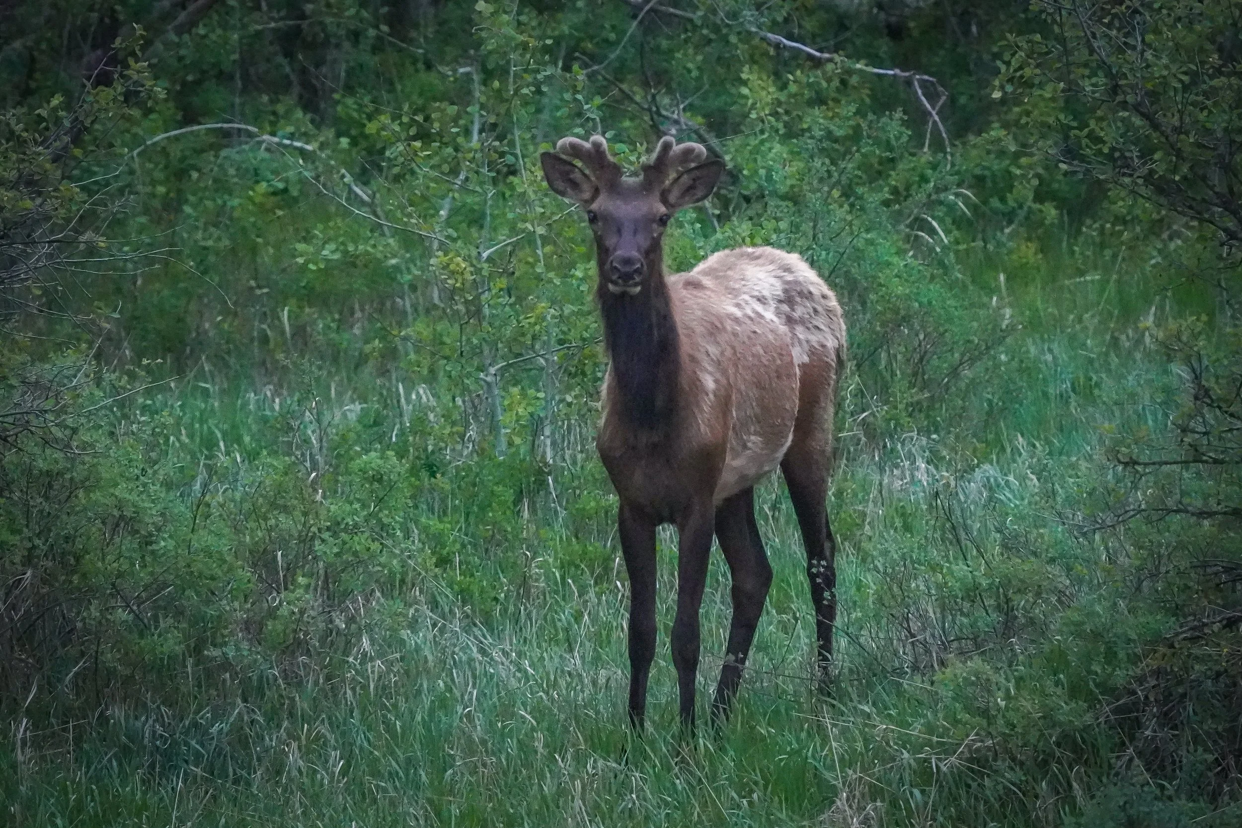 Our first Idaho elk!