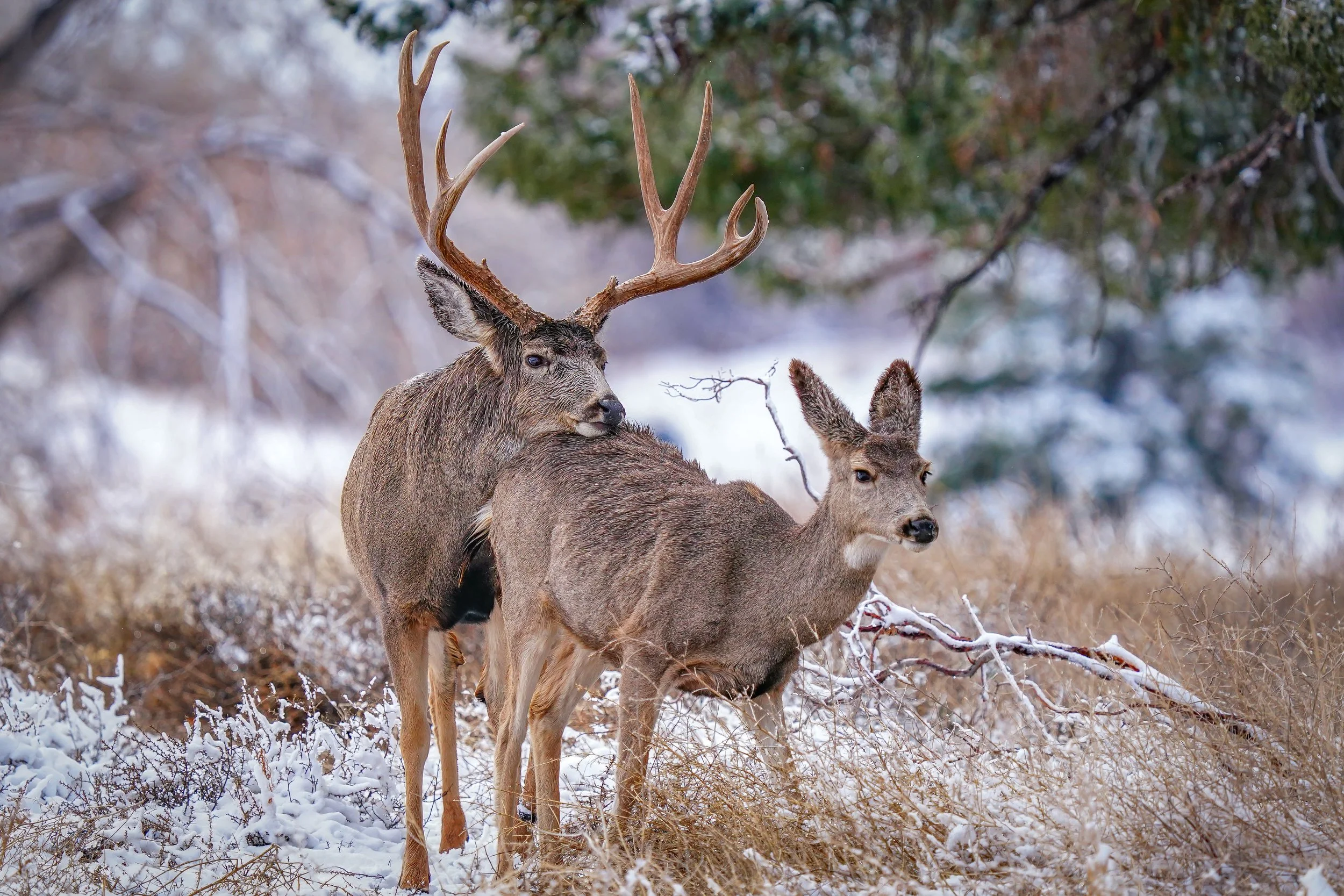 This buck was love struck