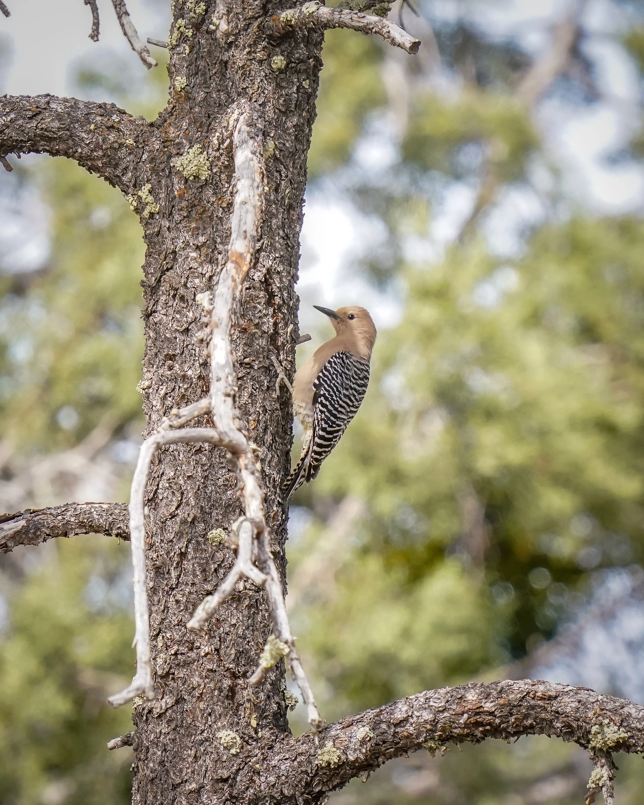 Gila woodpecker (lifer!)