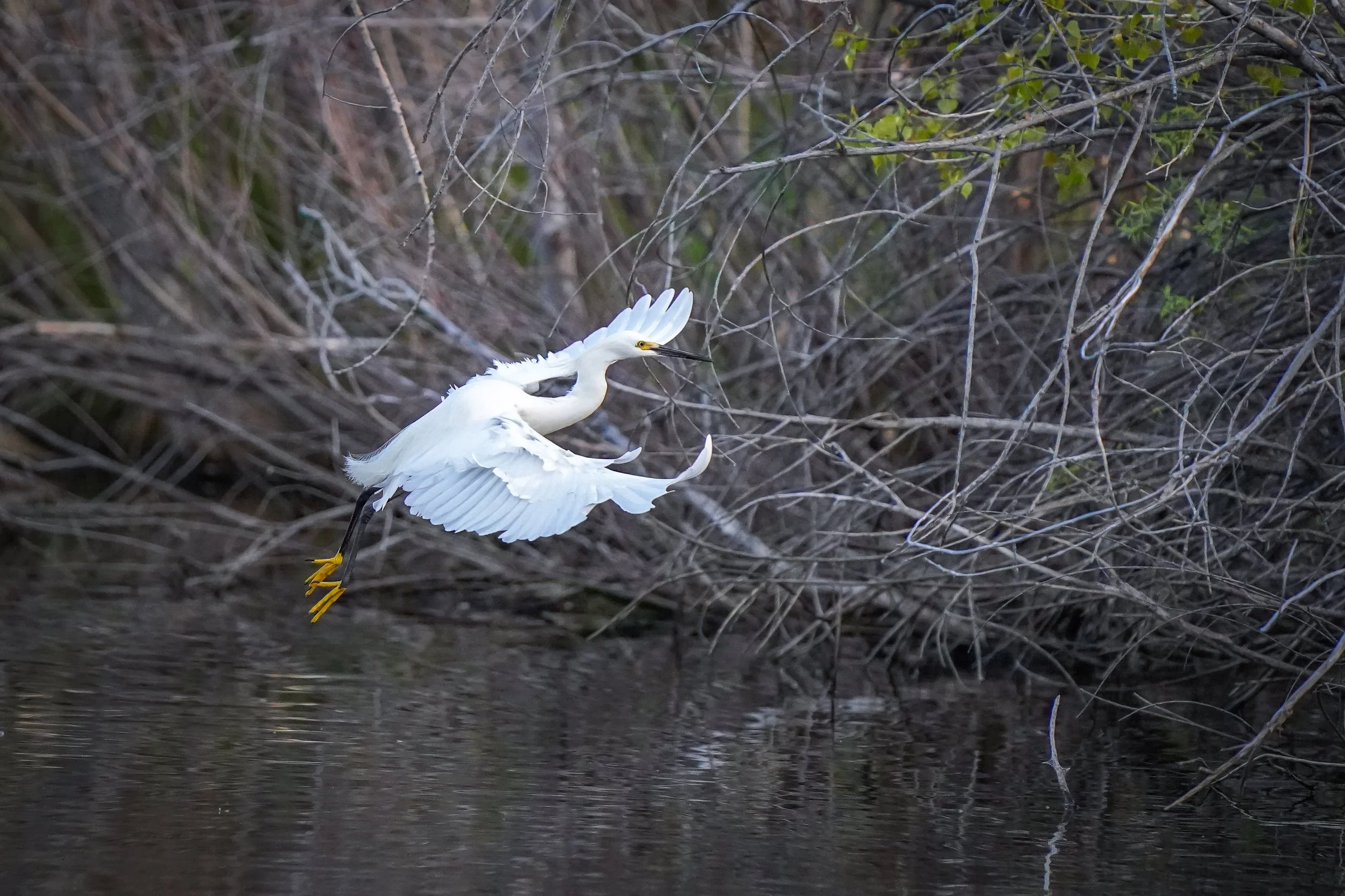 Snowy Egret