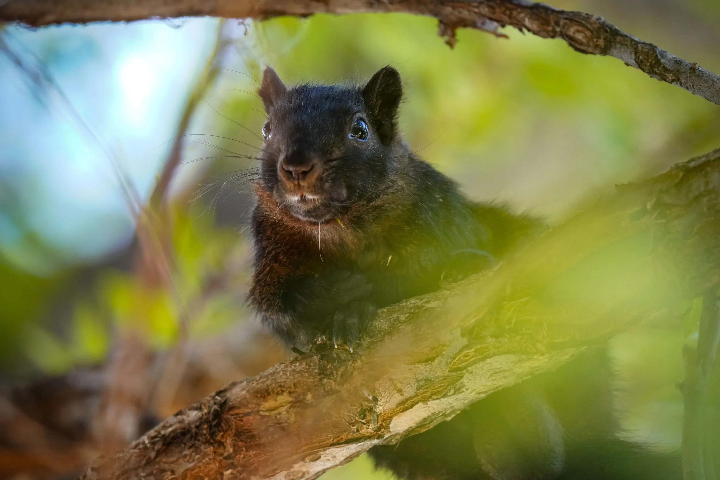 Melanistic Squirrel (#1)