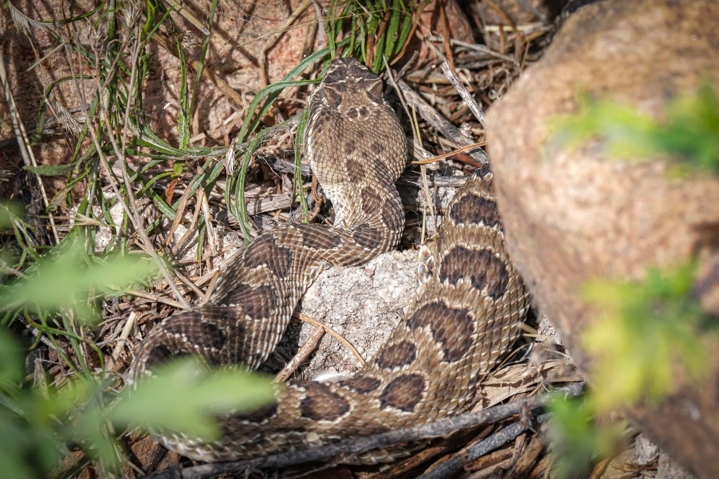 Smaller Rattlesnake!
