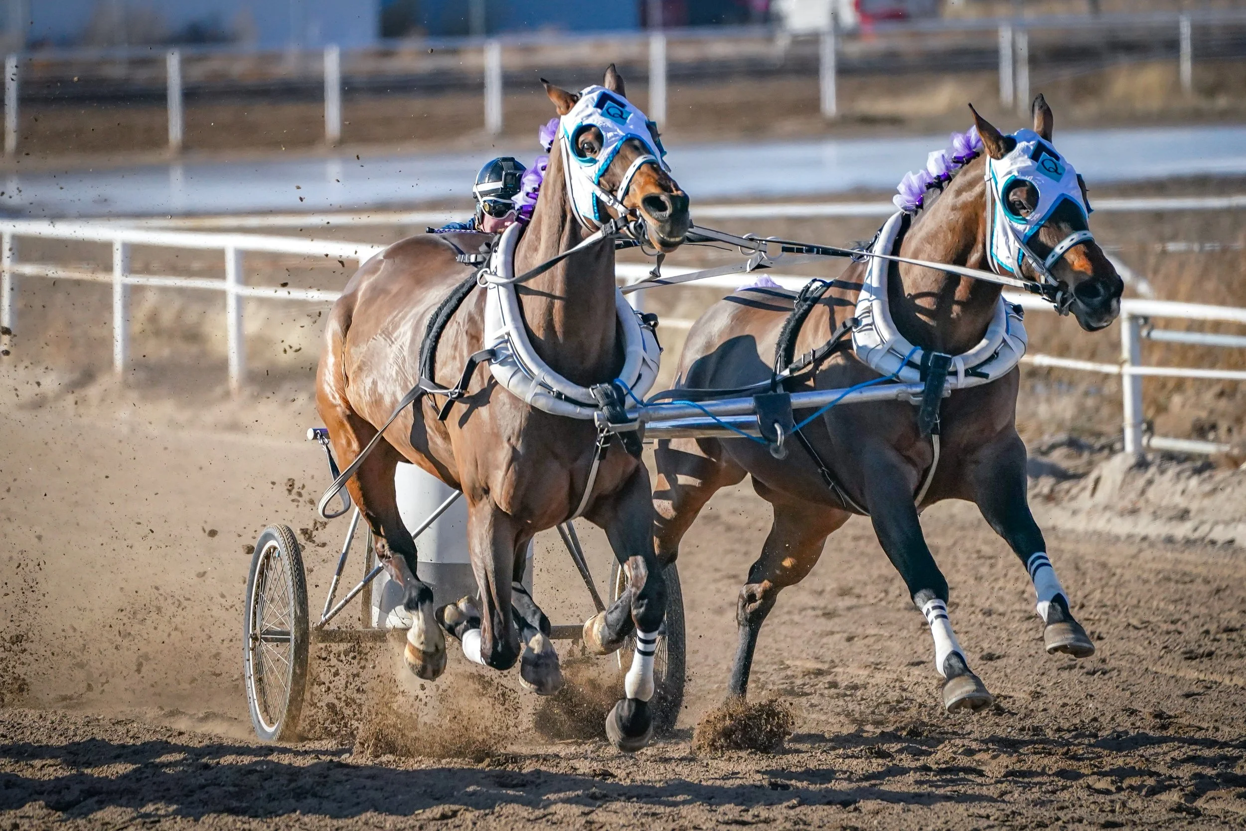 Chariot Racing in Rigby
