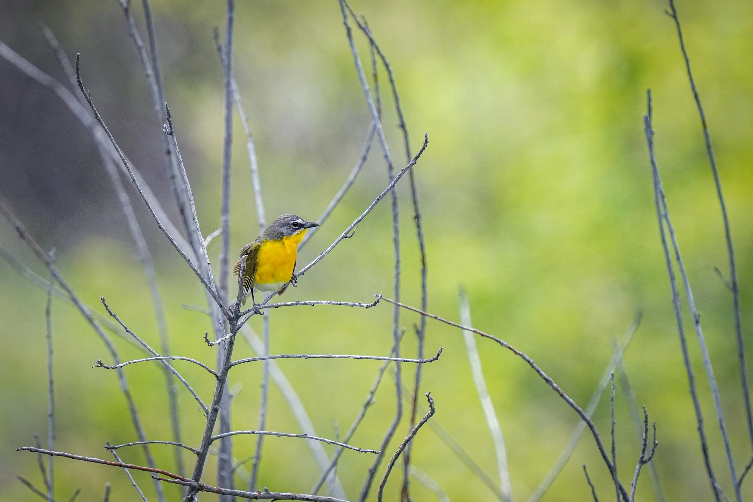 Yellow-breasted Chat