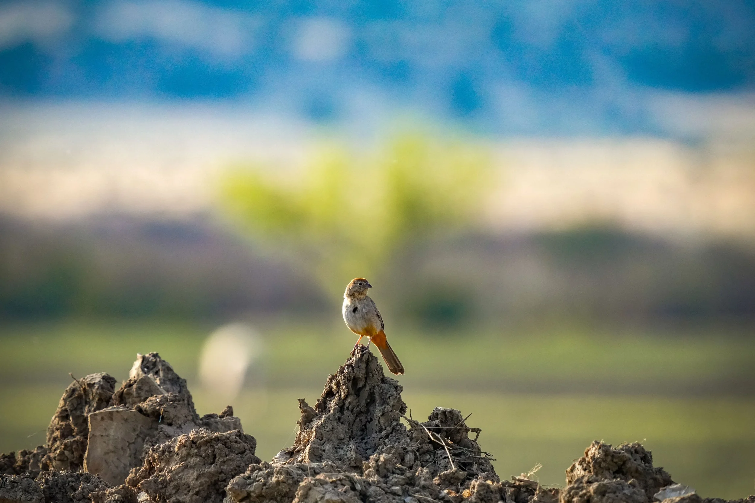 Canyon Towhee