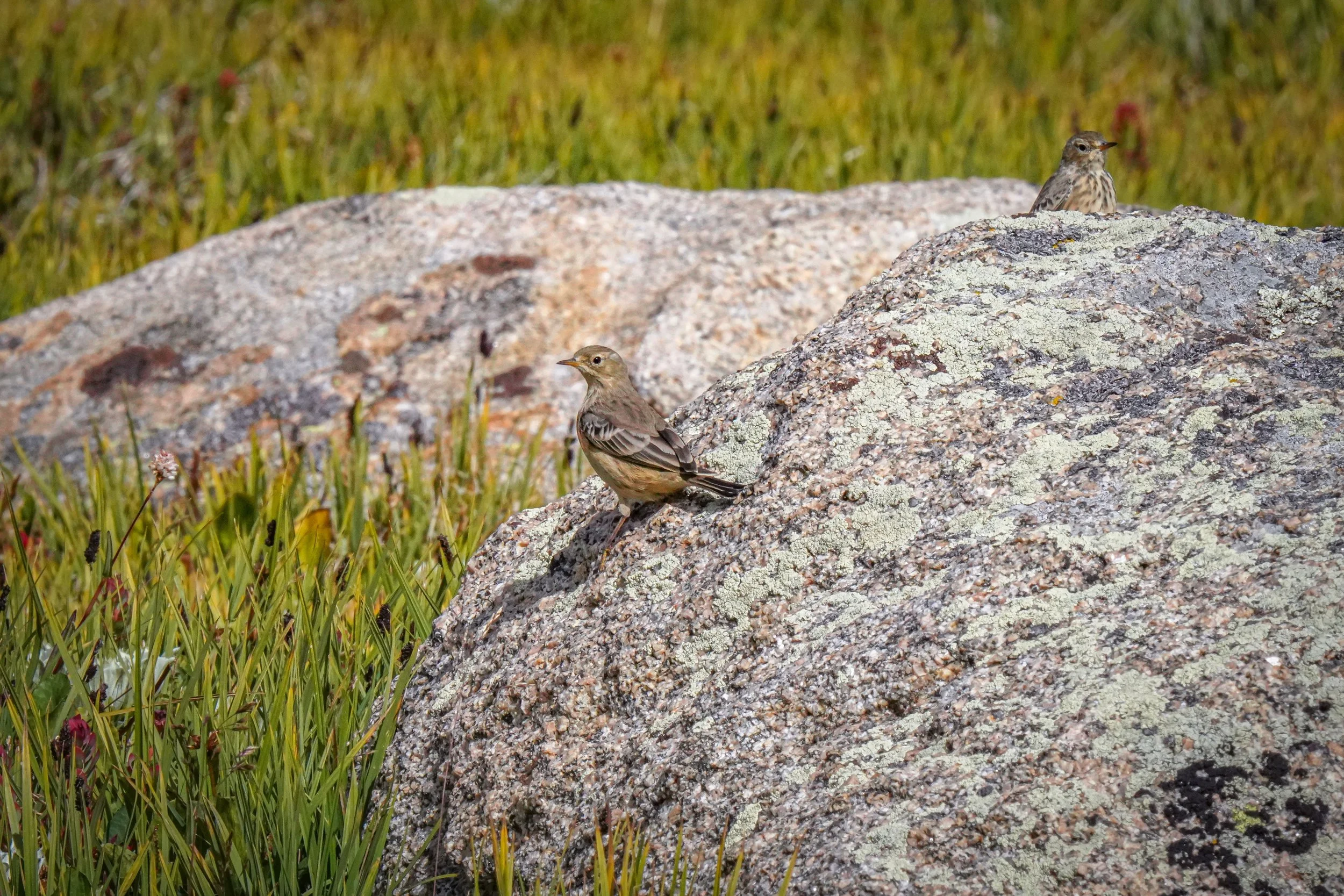 American Pipits