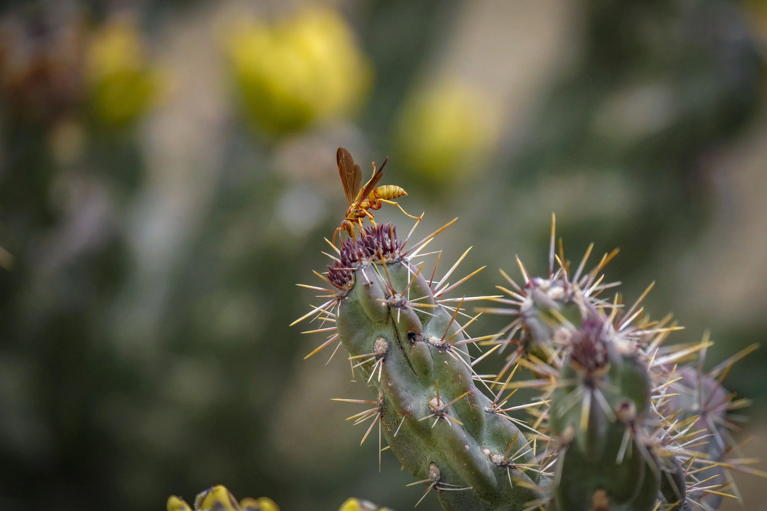 Some kind of wasp!