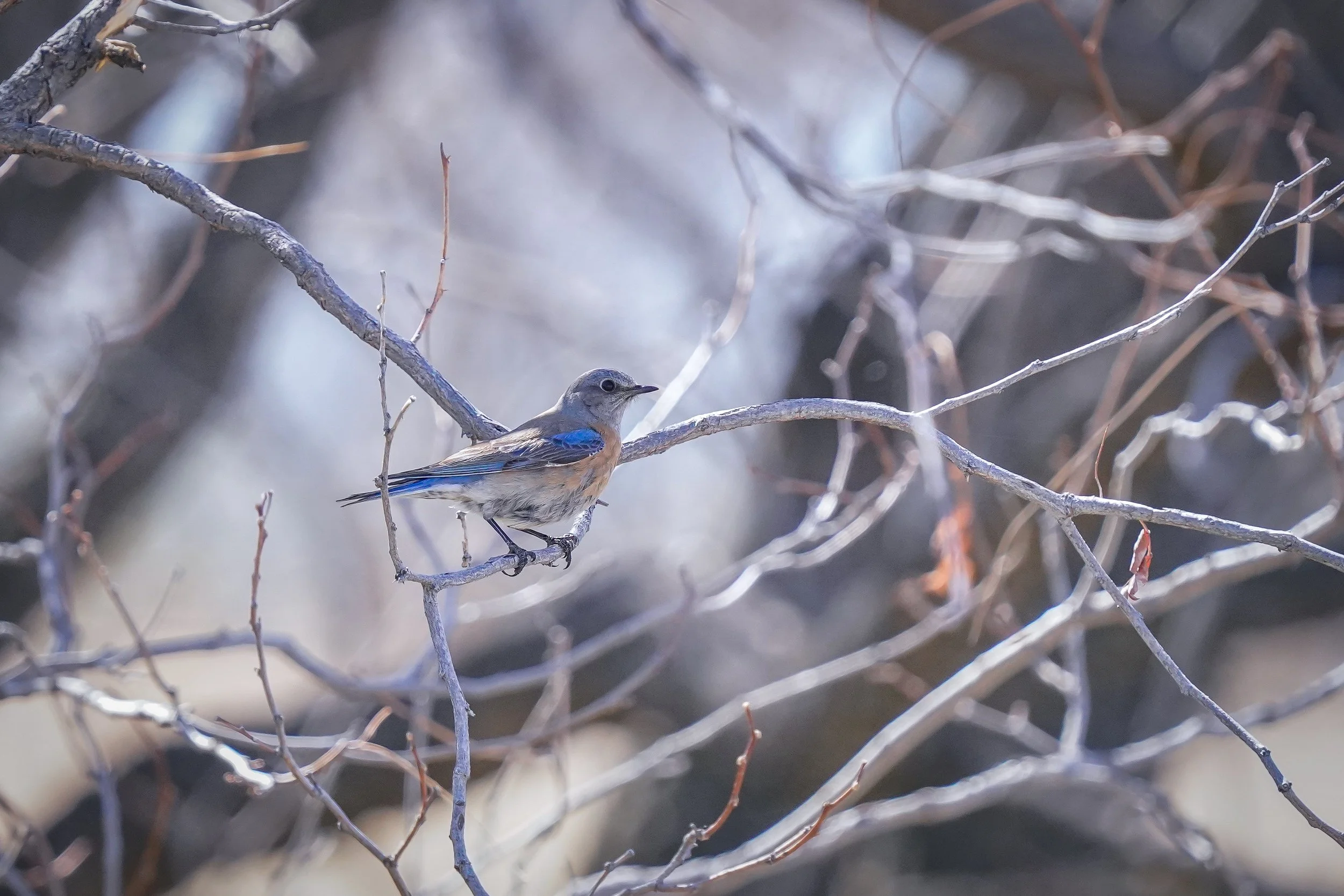 Western Bluebird