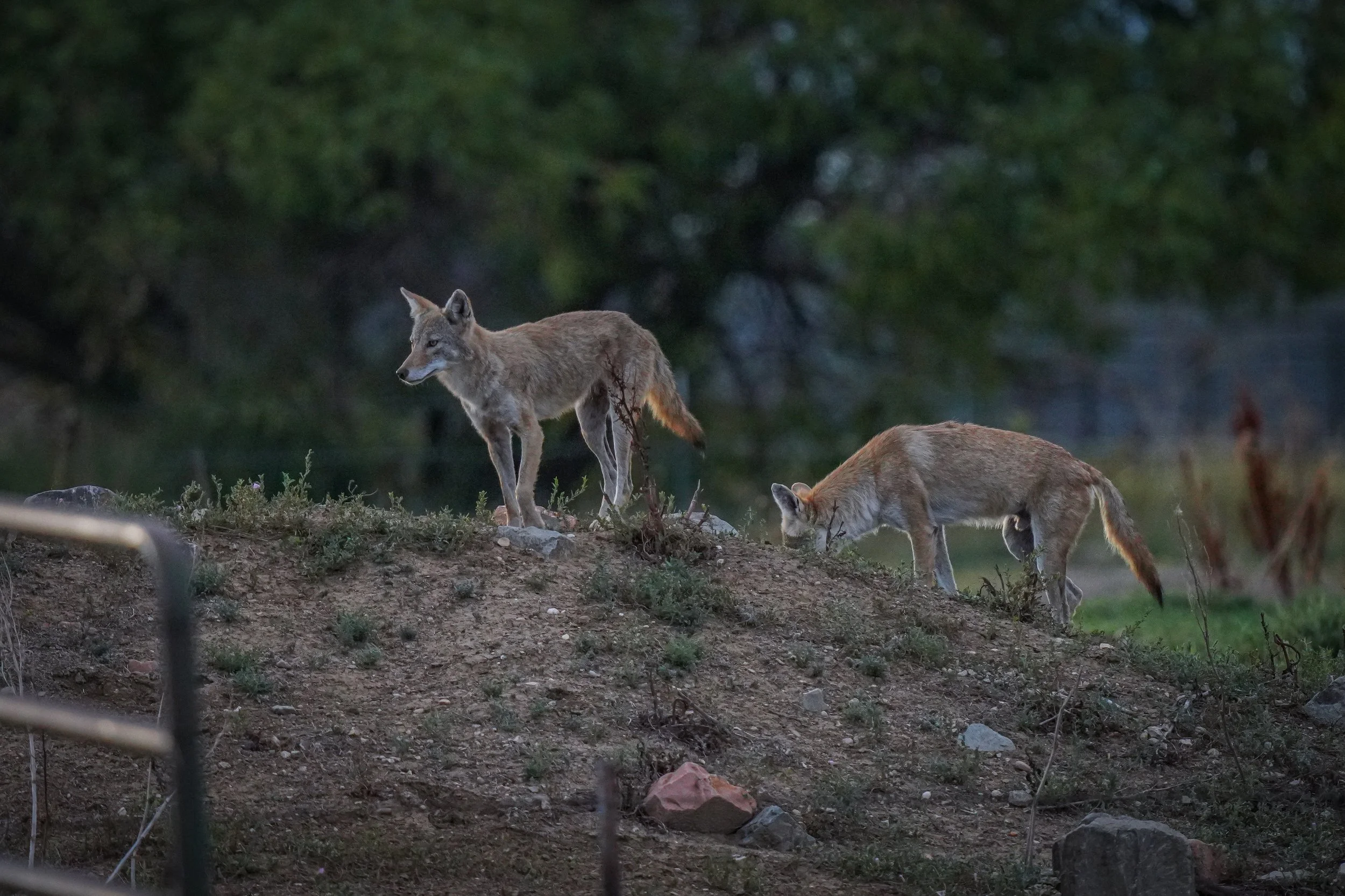 Young coyotes looking for snacks