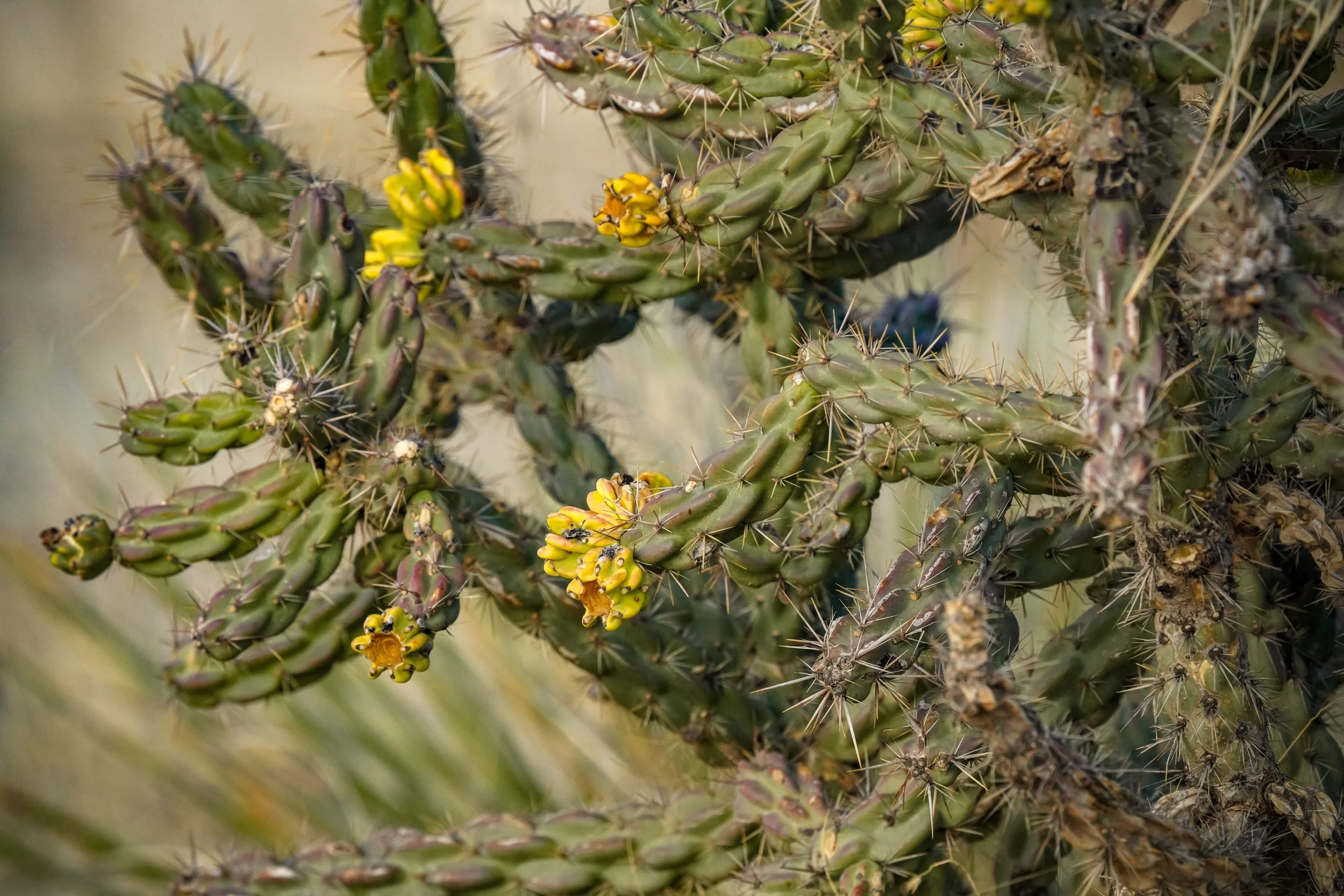 Cholla
