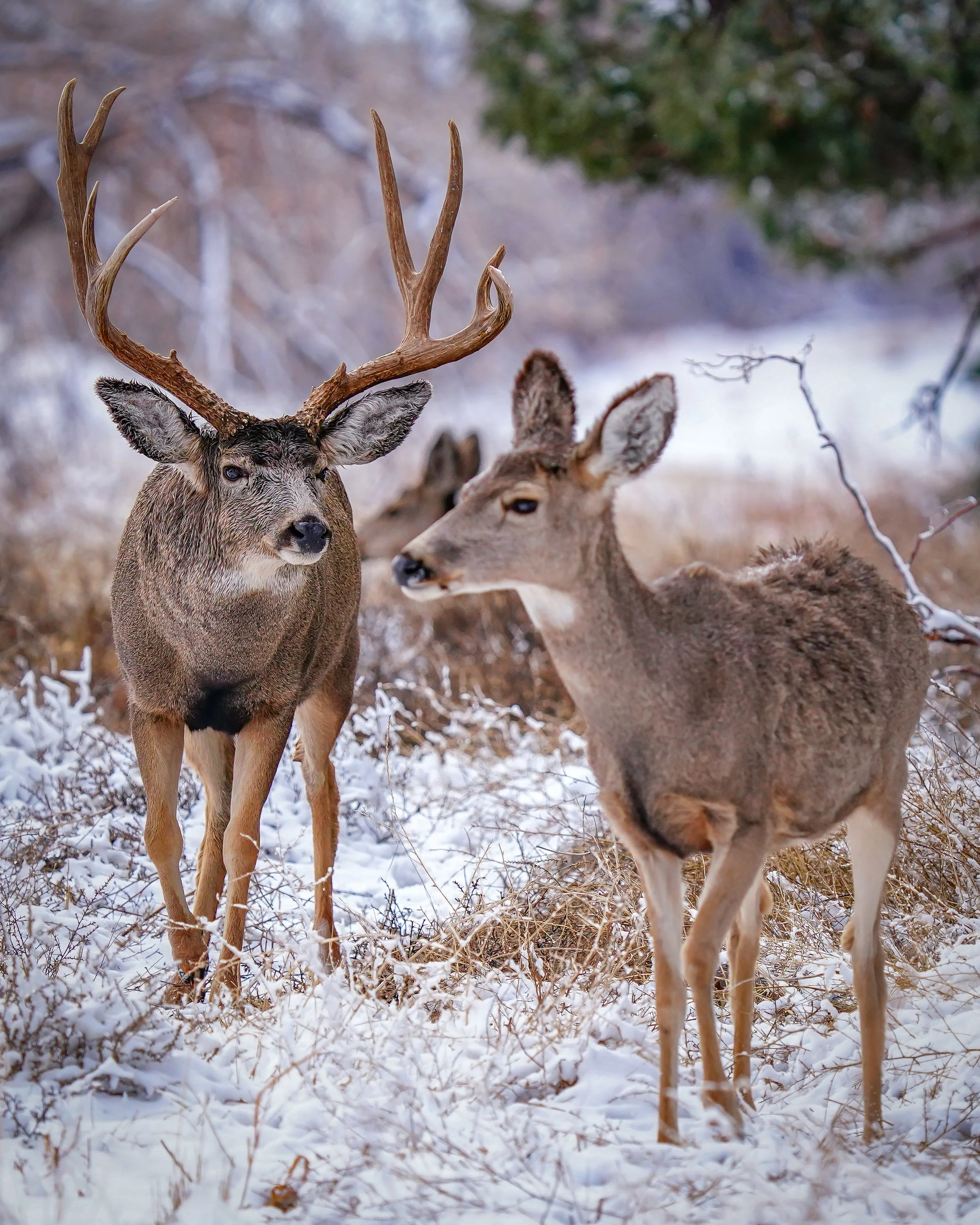 He had all the ladies, and was keeping other bucks away