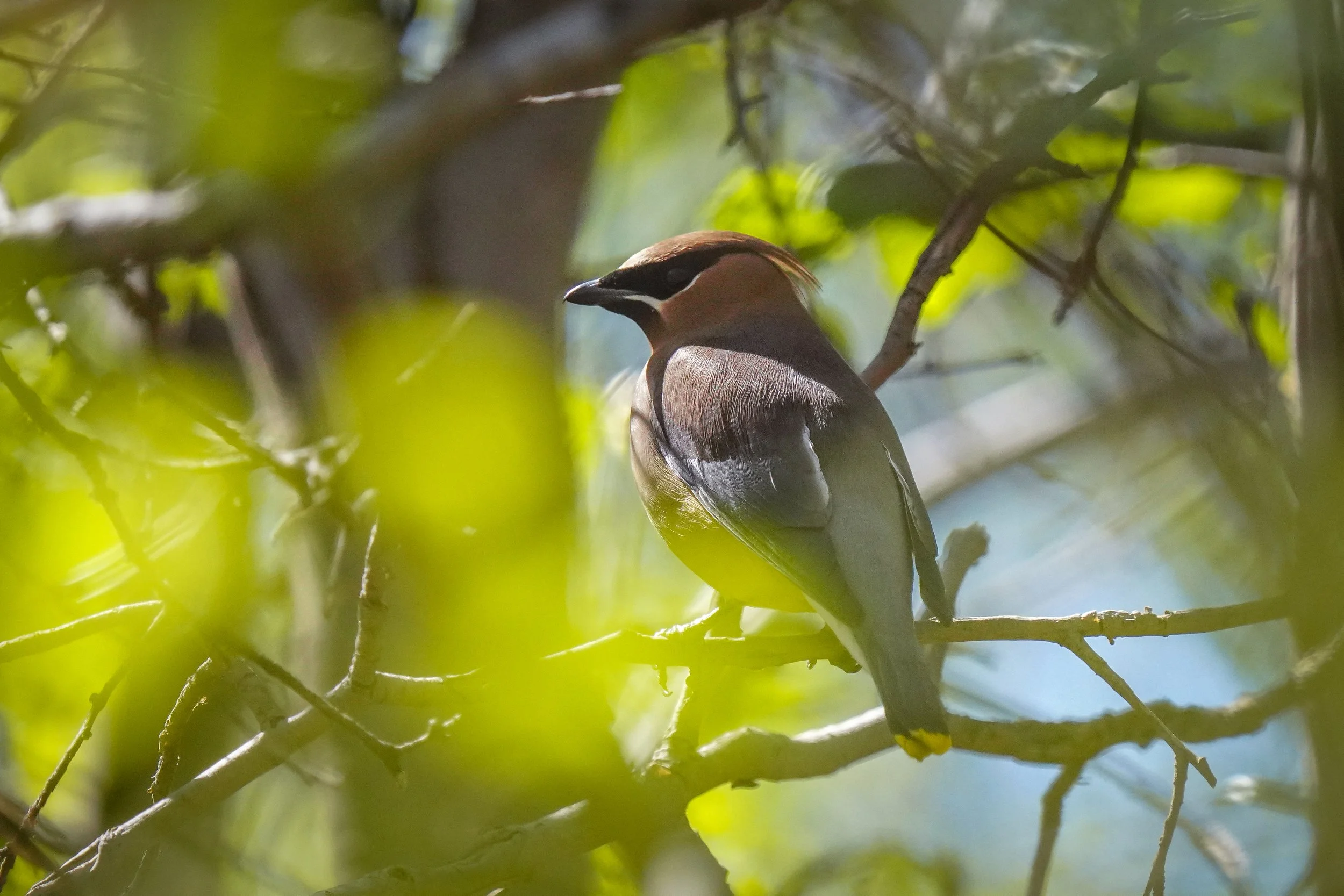 Cedar Waxwing