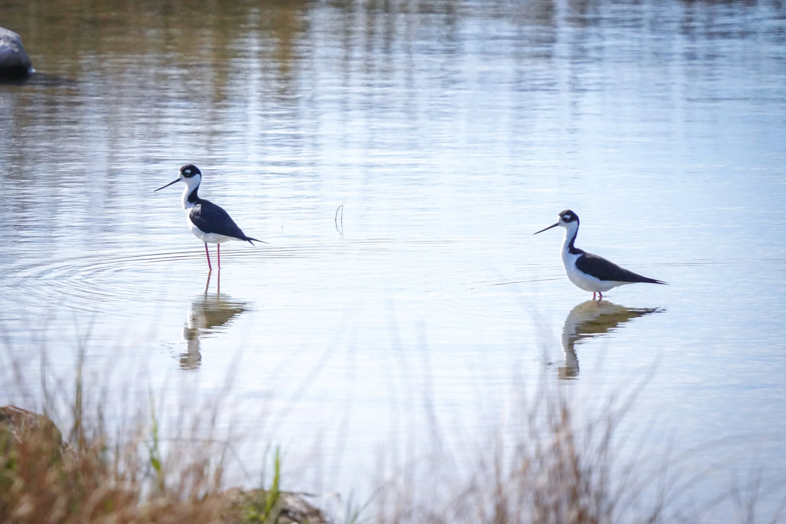 Black-necked Stilt