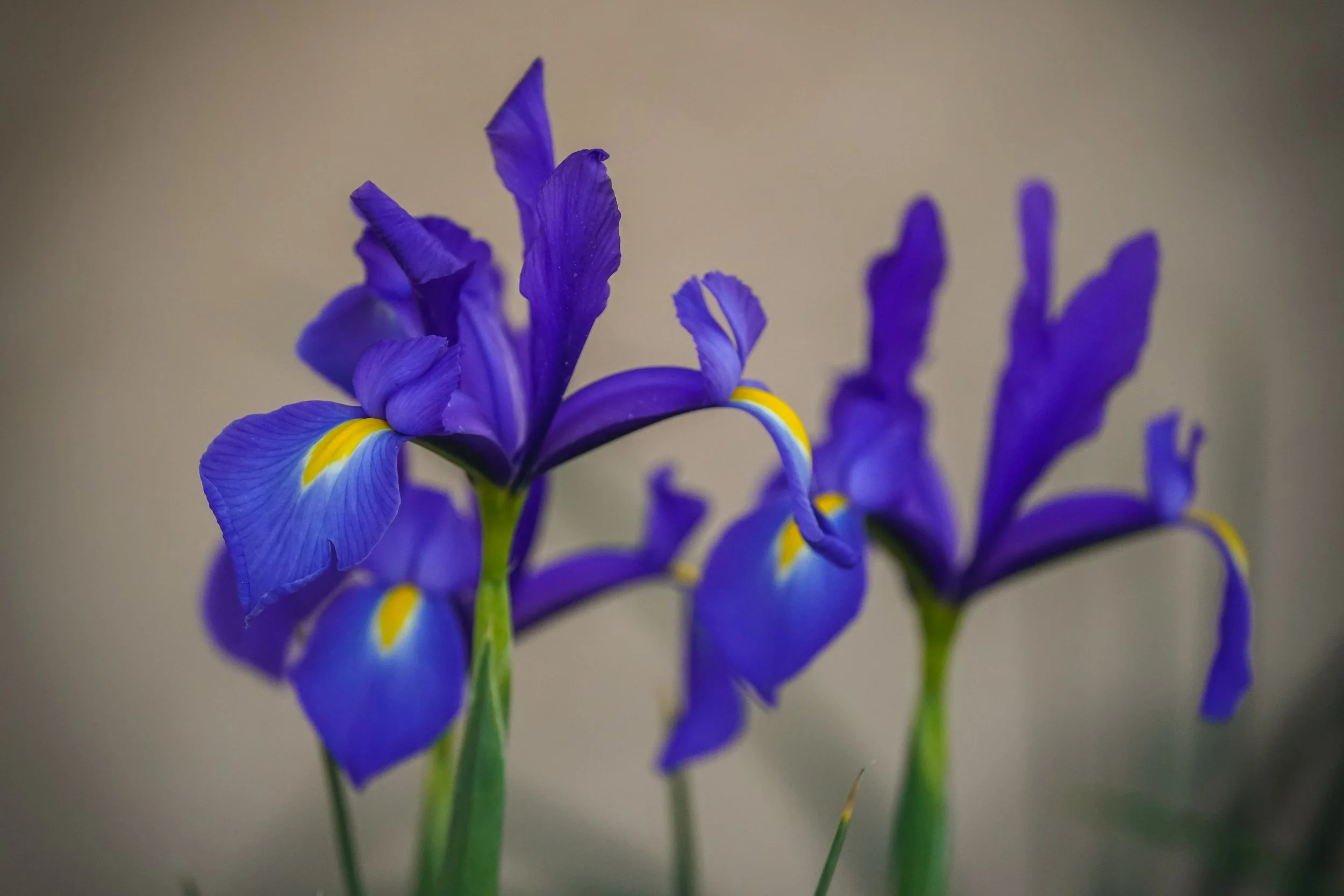 Beautiful iris