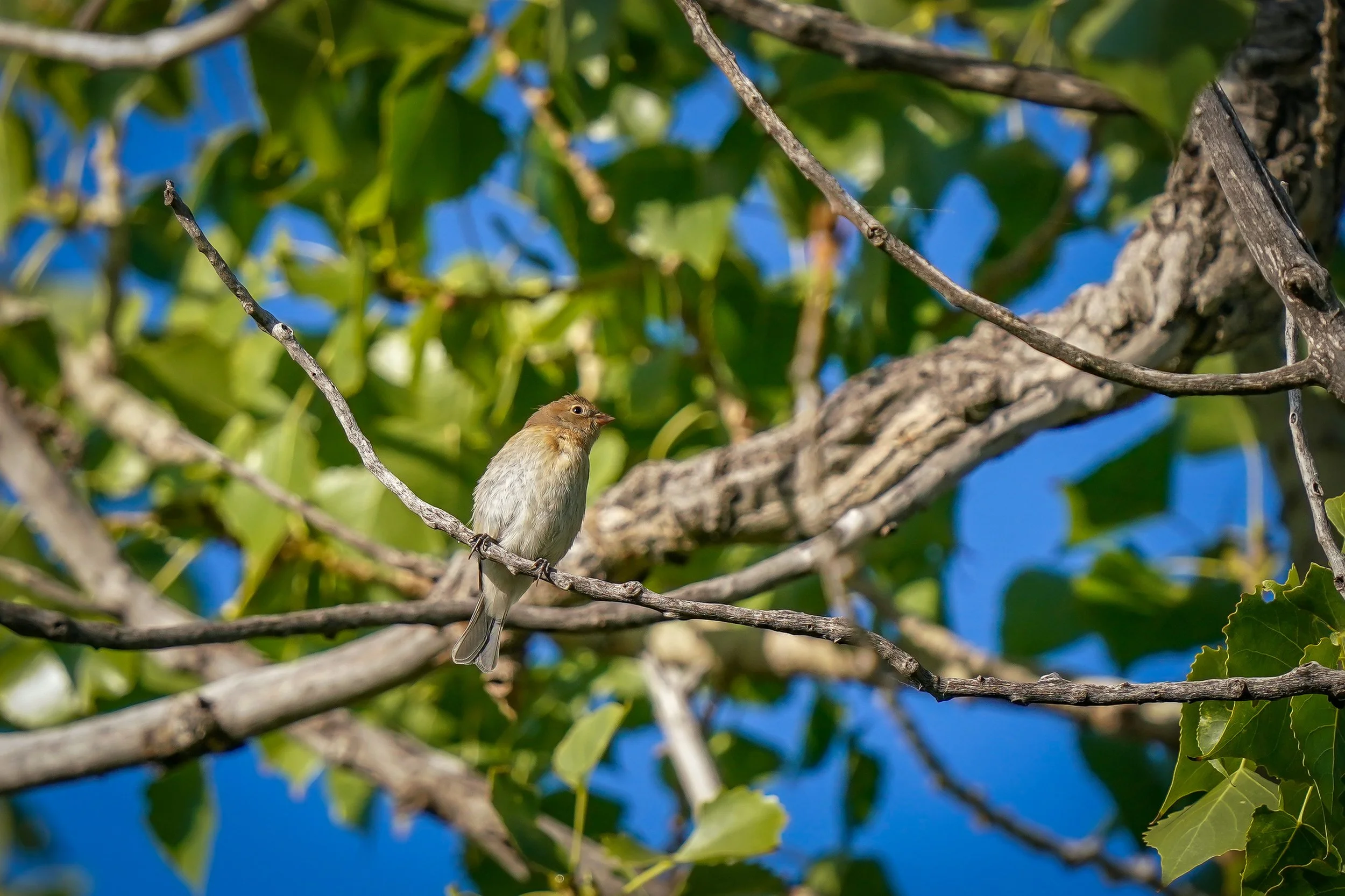 Lazuli Bunting (female)