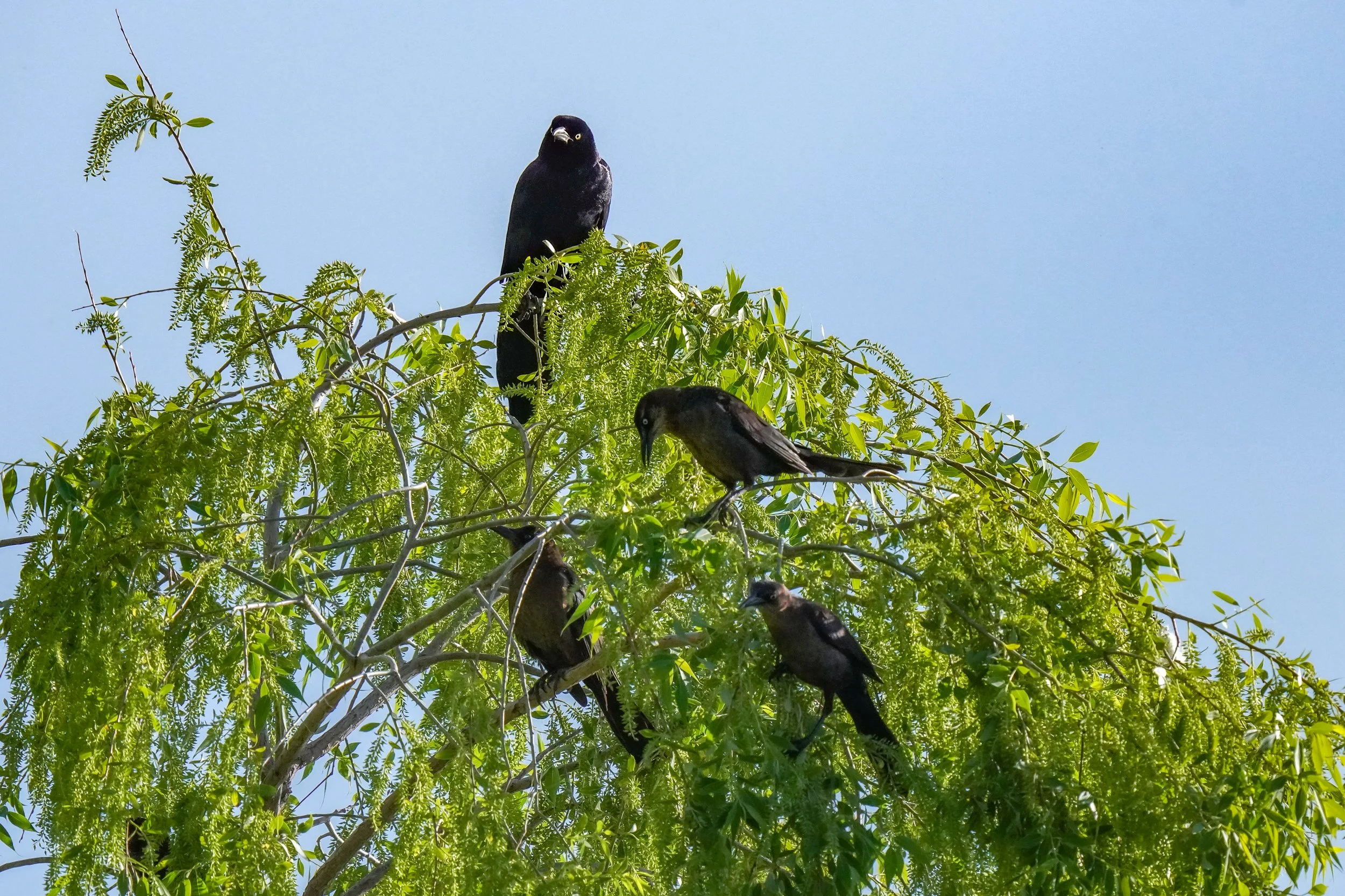 Great-tailed Grackle family